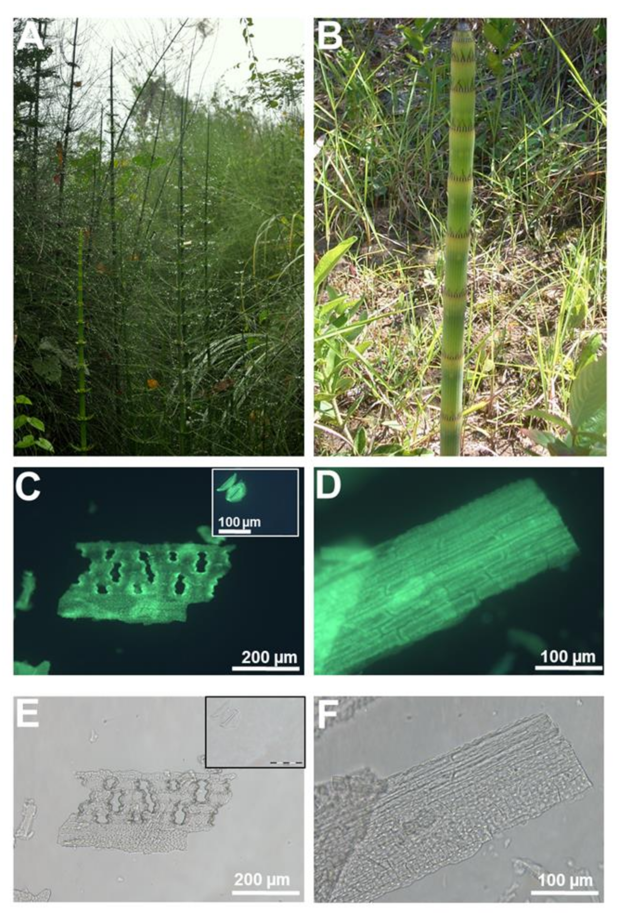Cells 09 01066 g001 Cells 09 01066 g001
