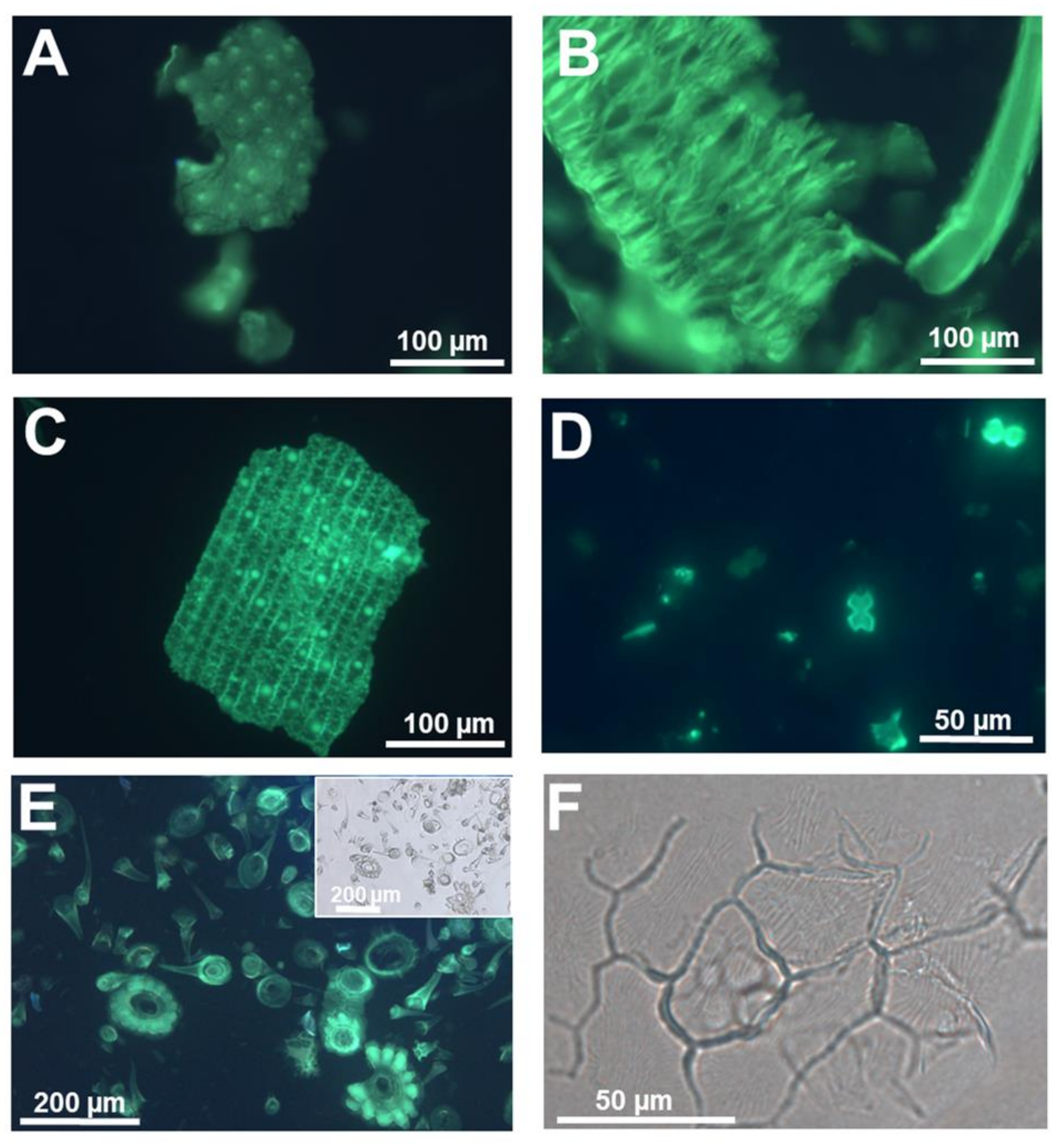 Cells 09 01066 g002 Cells 09 01066 g002