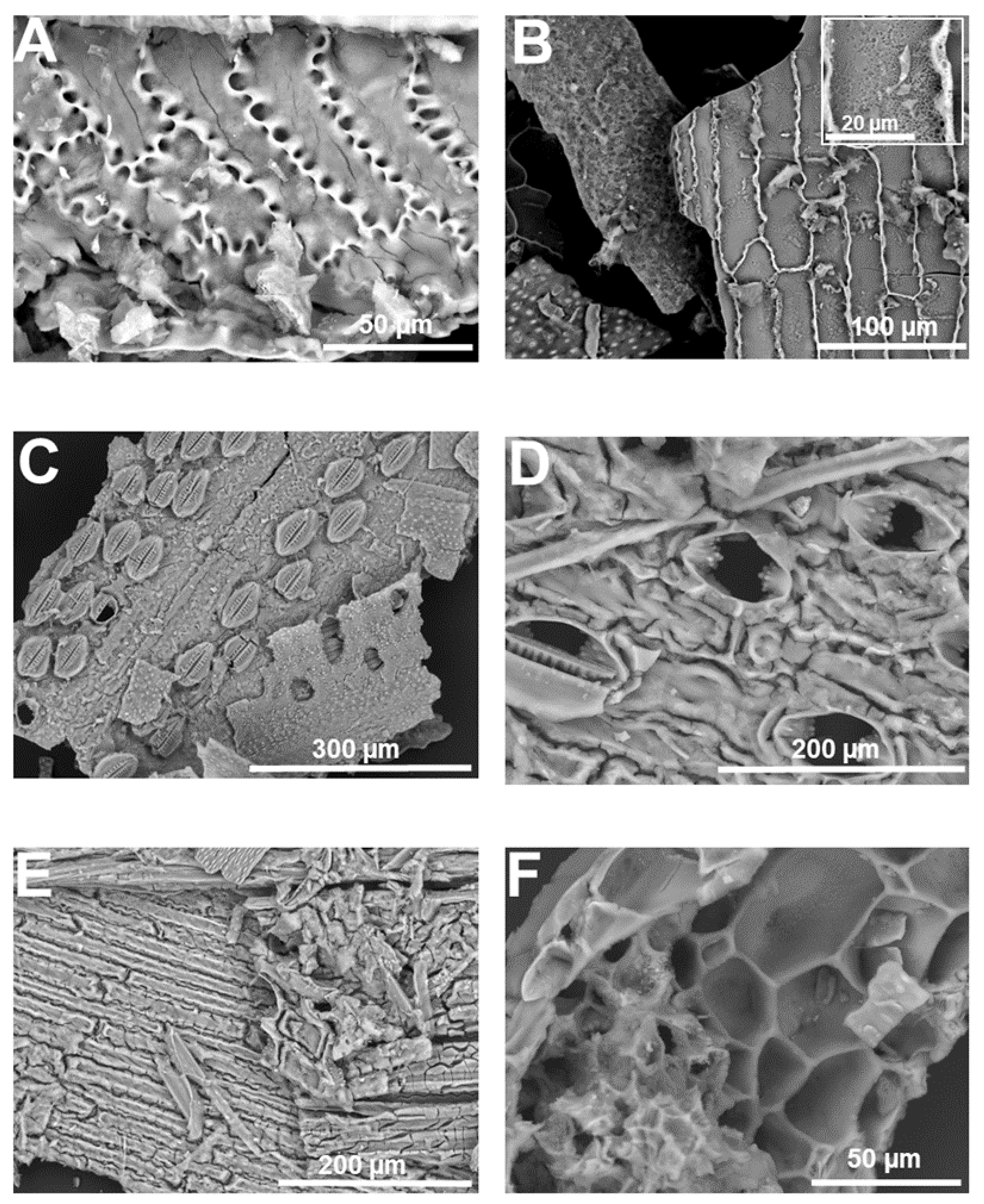 Cells Free FullText Visualising Silicon in Plants Histochemistry