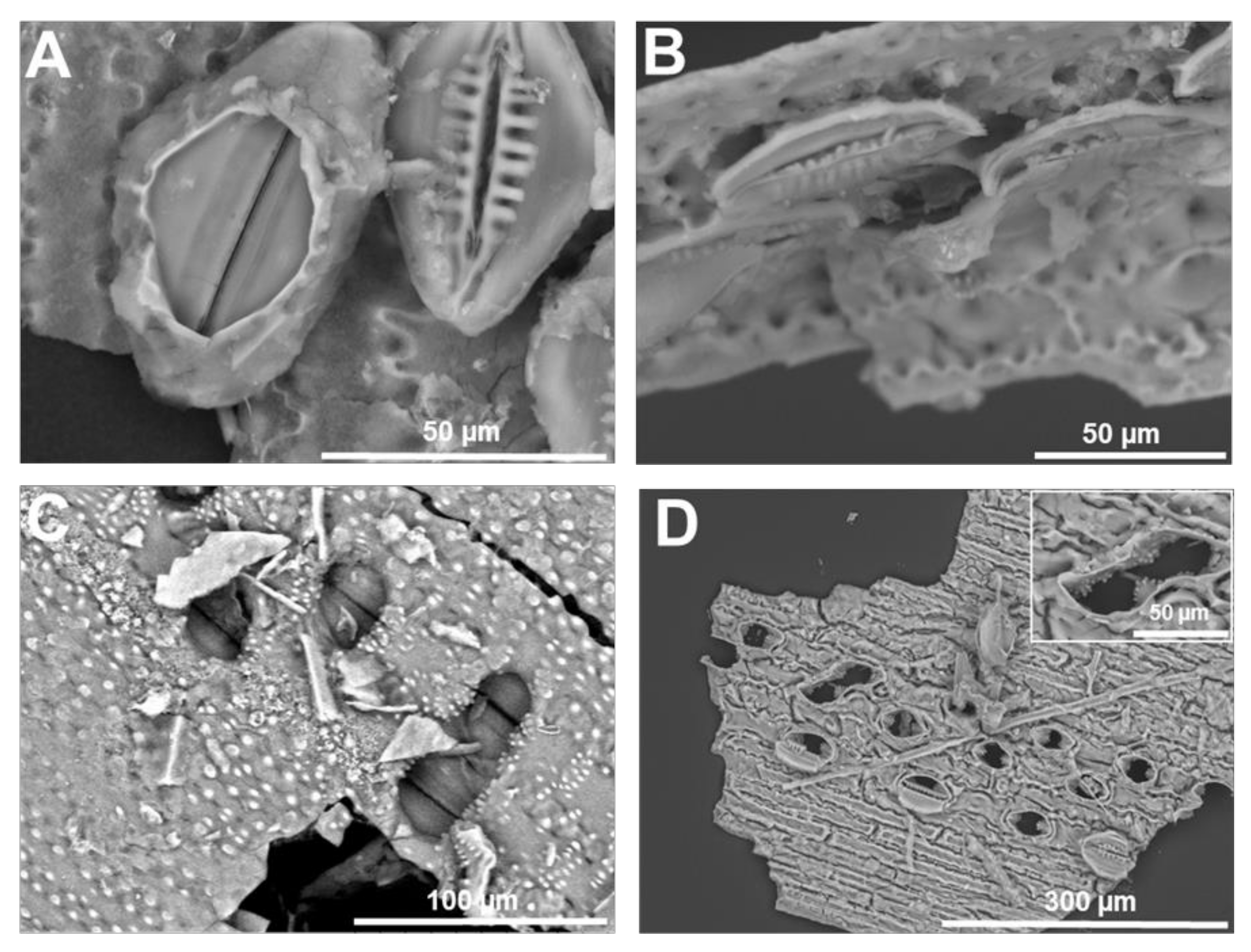 Cells 09 01066 g004 Cells 09 01066 g004