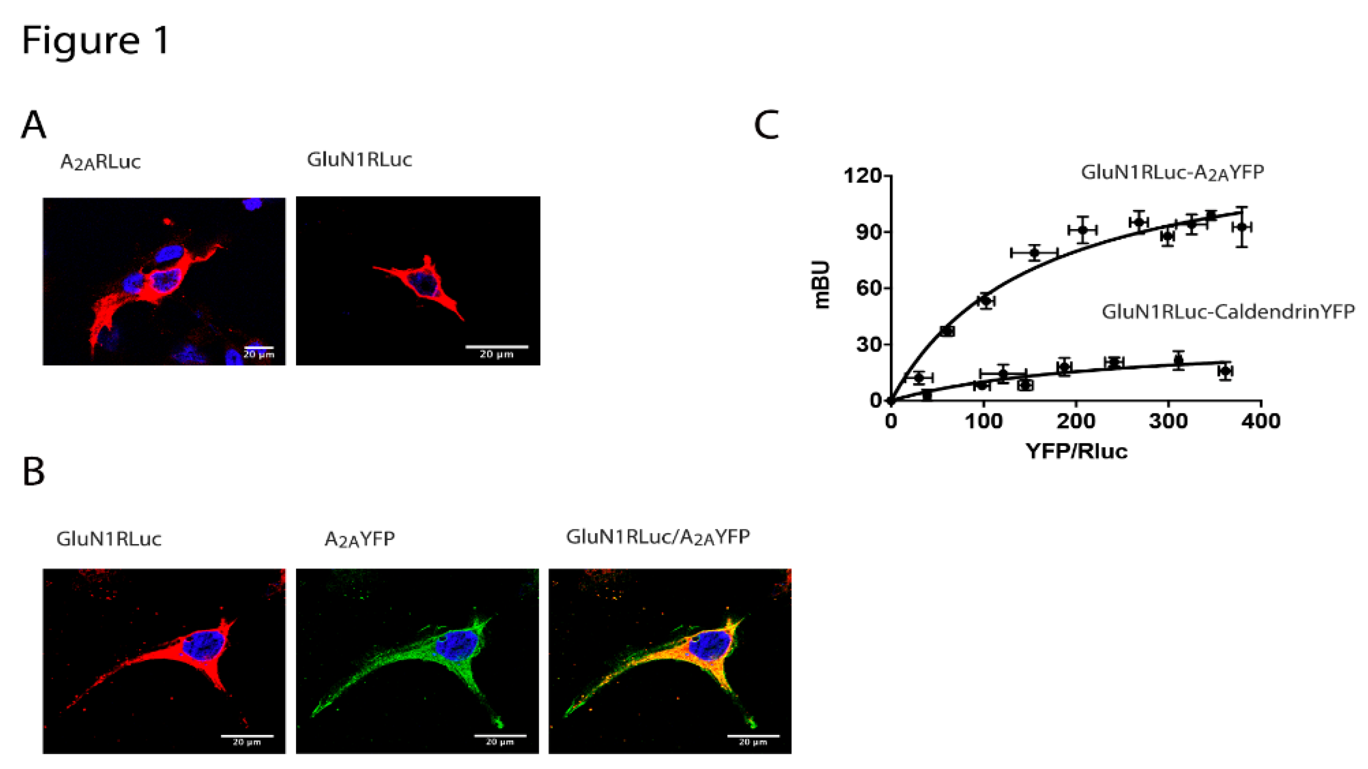 Cells 09 01075 g001 Cells 09 01075 g001