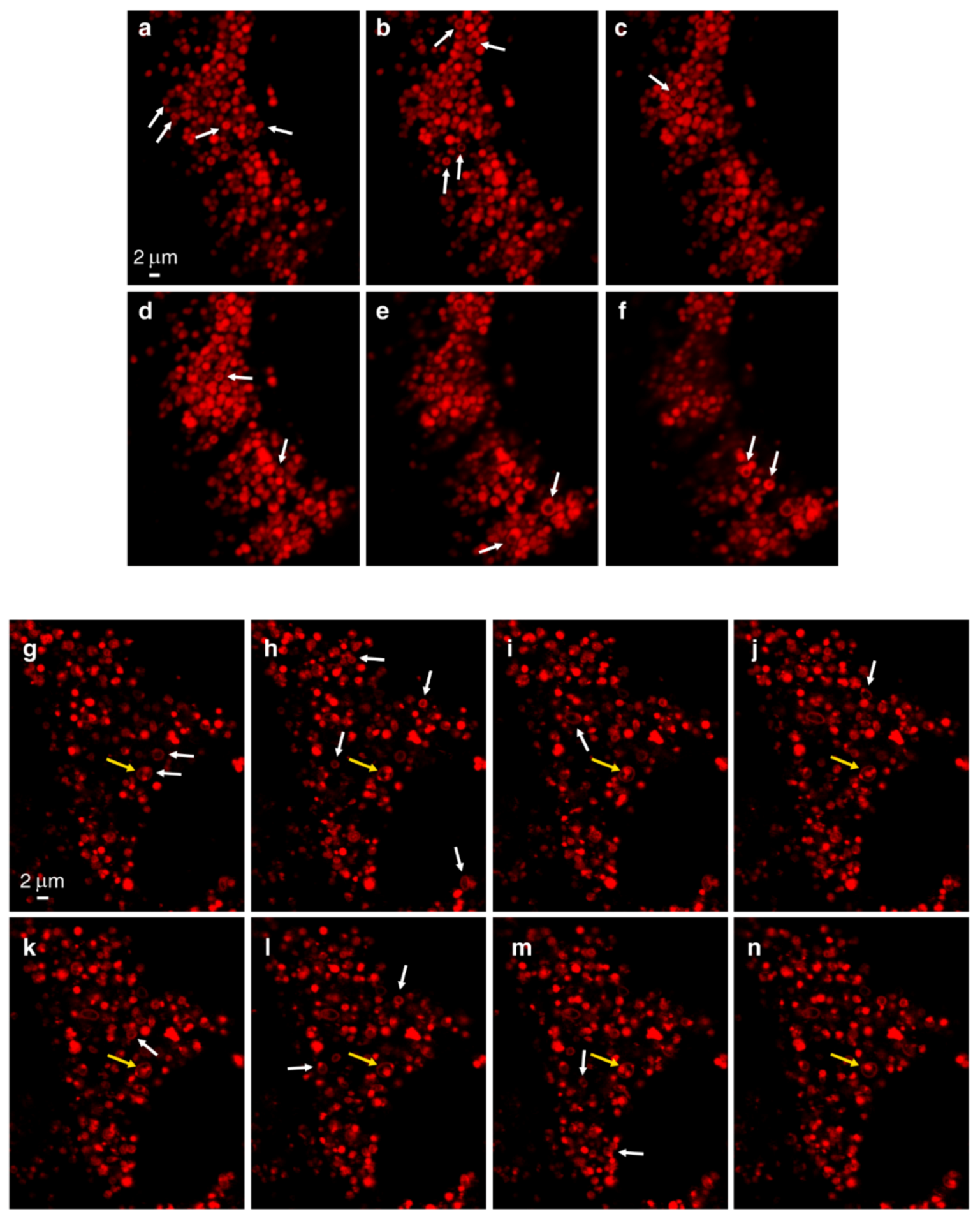 Cells 09 01082 g002