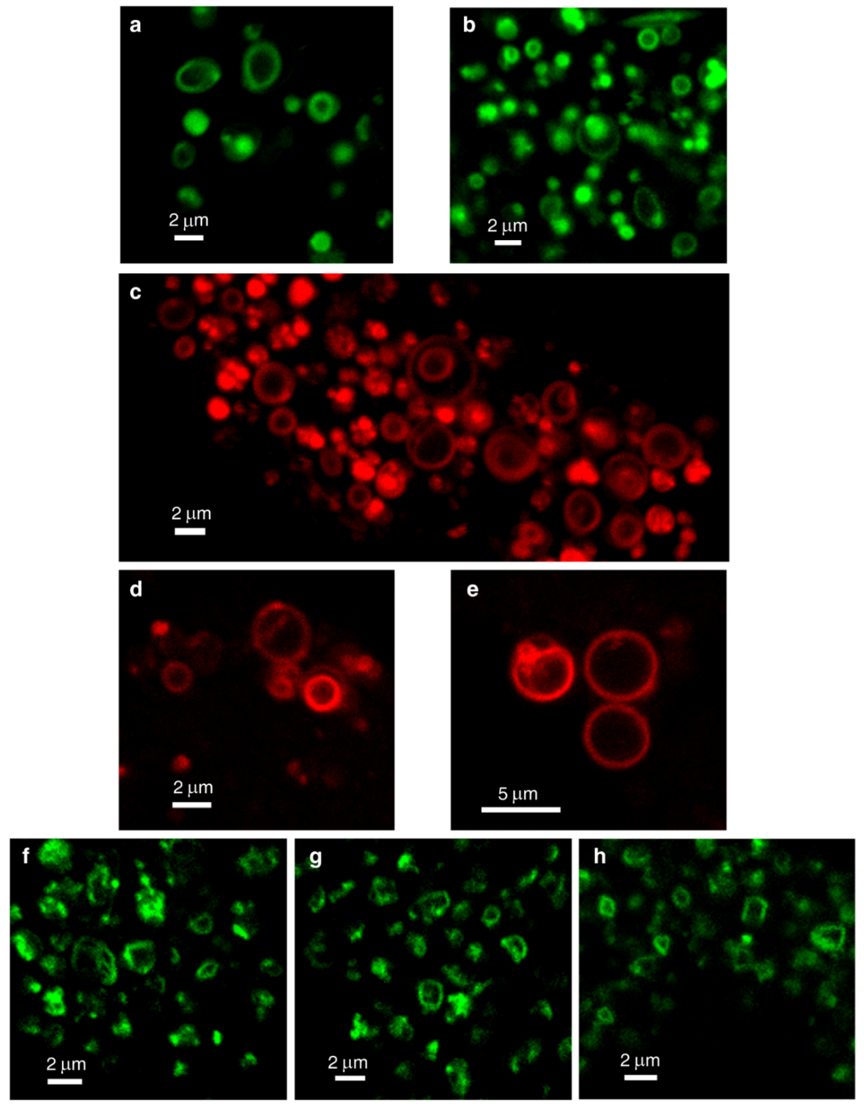 Cells 09 01082 g003