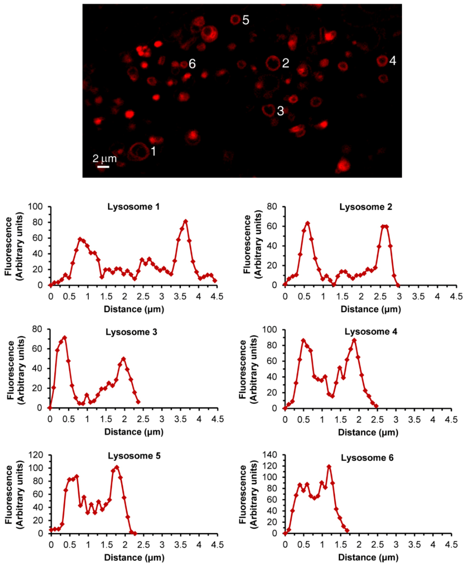 Cells 09 01082 g004