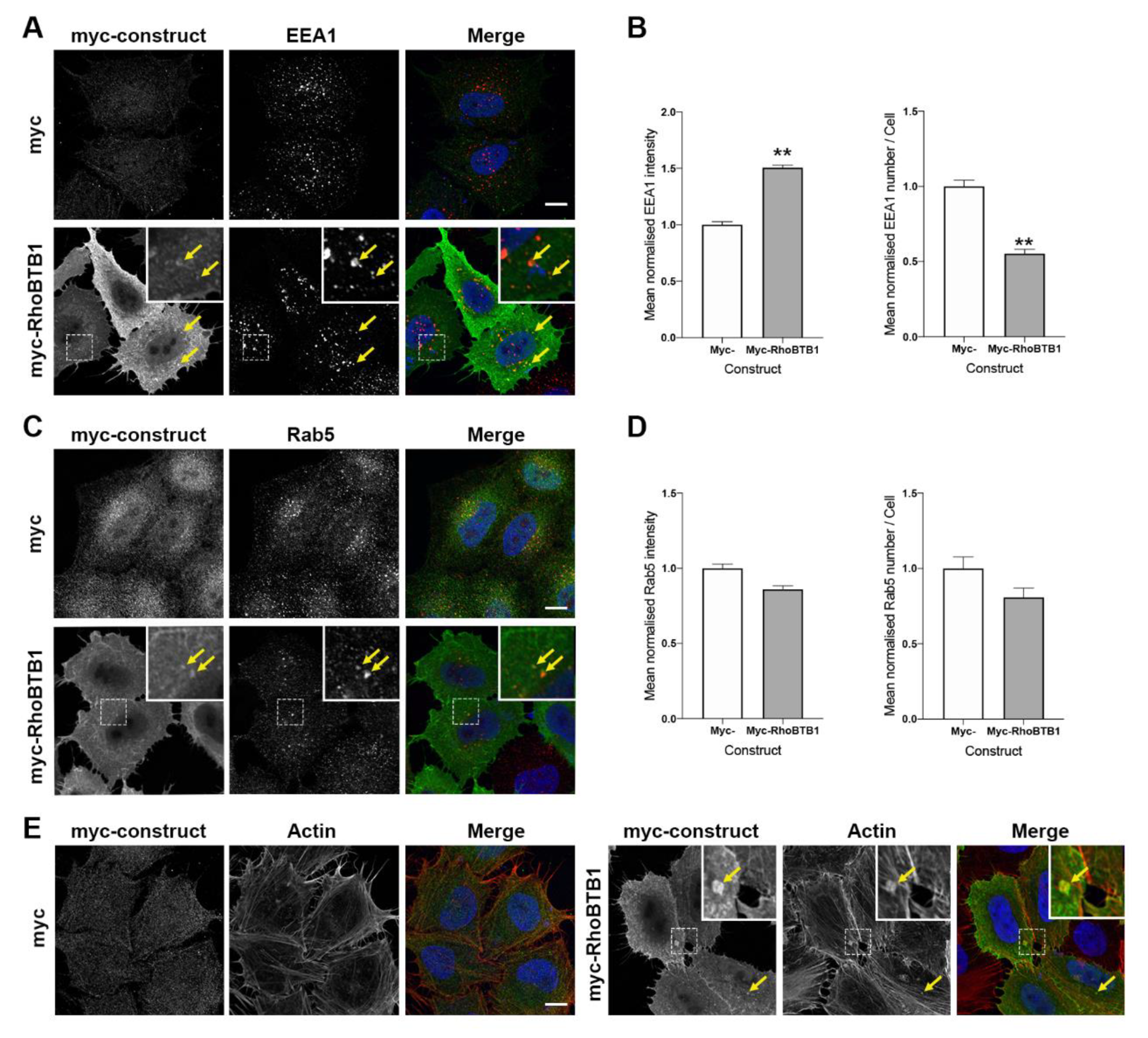 Cells 09 01089 g006