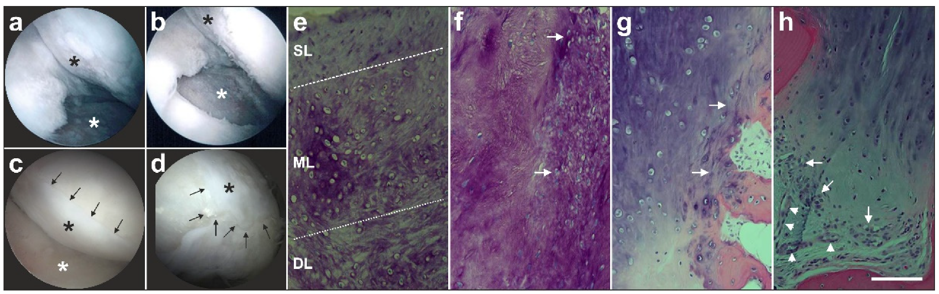 Cells 09 01097 g005 Cells 09 01097 g005