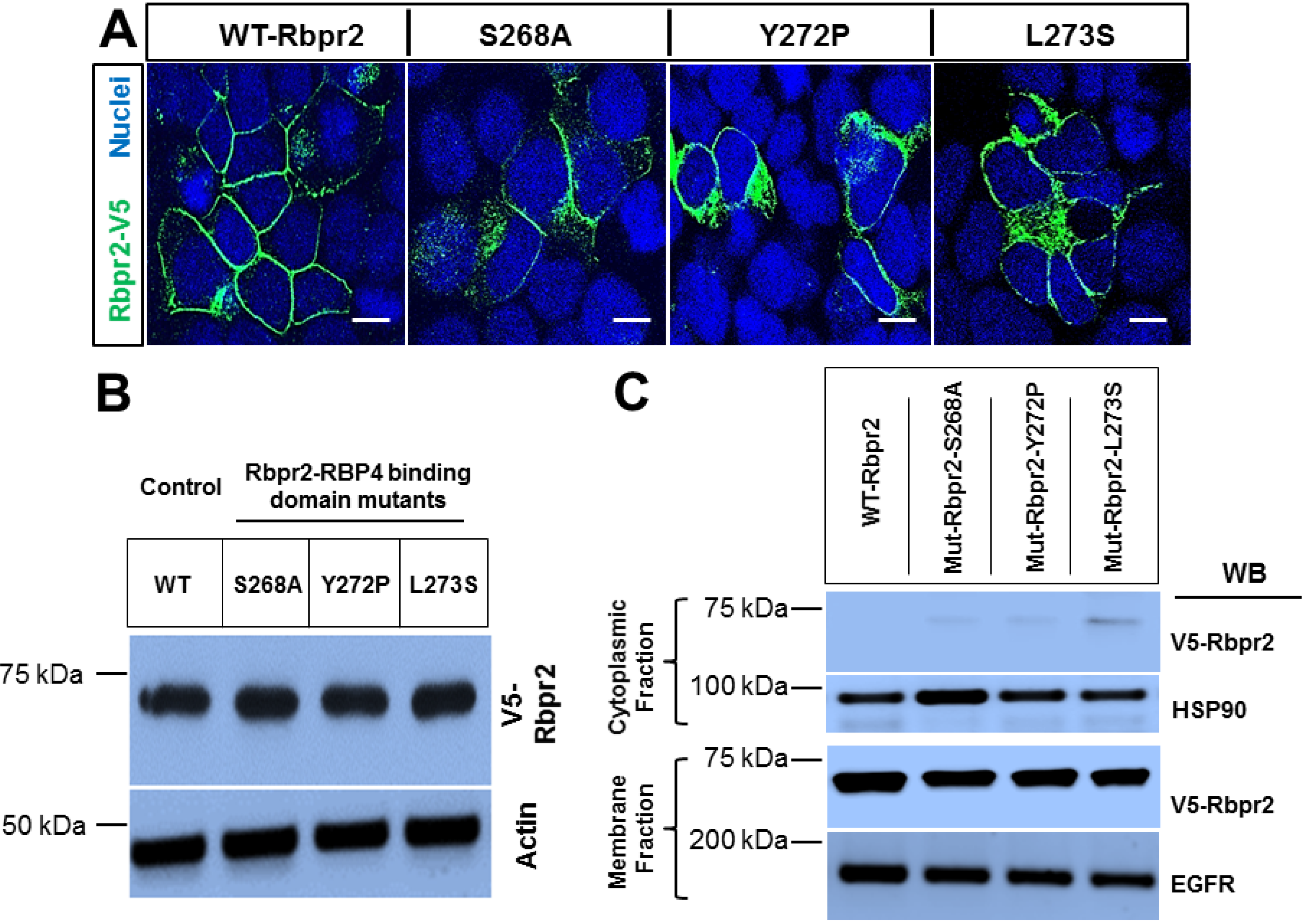 Cells 09 01099 g003 Cells 09 01099 g003