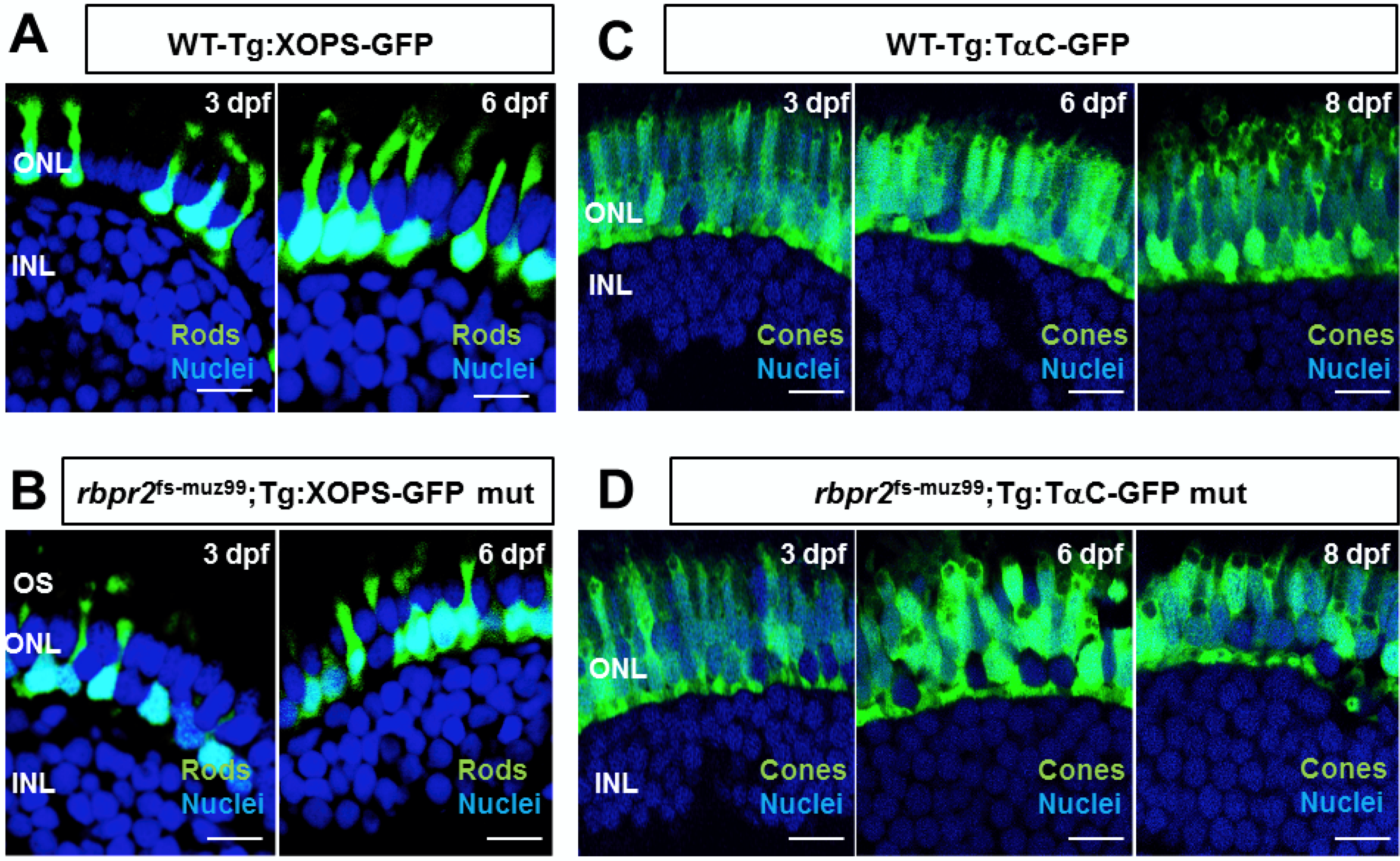 Cells 09 01099 g006 Cells 09 01099 g006