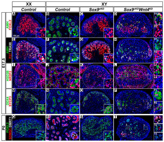 Mouse Gonad Development in the Absence of the Pro-Ovary Mouse Gonad Development in the Absence of the Pro-Ovary