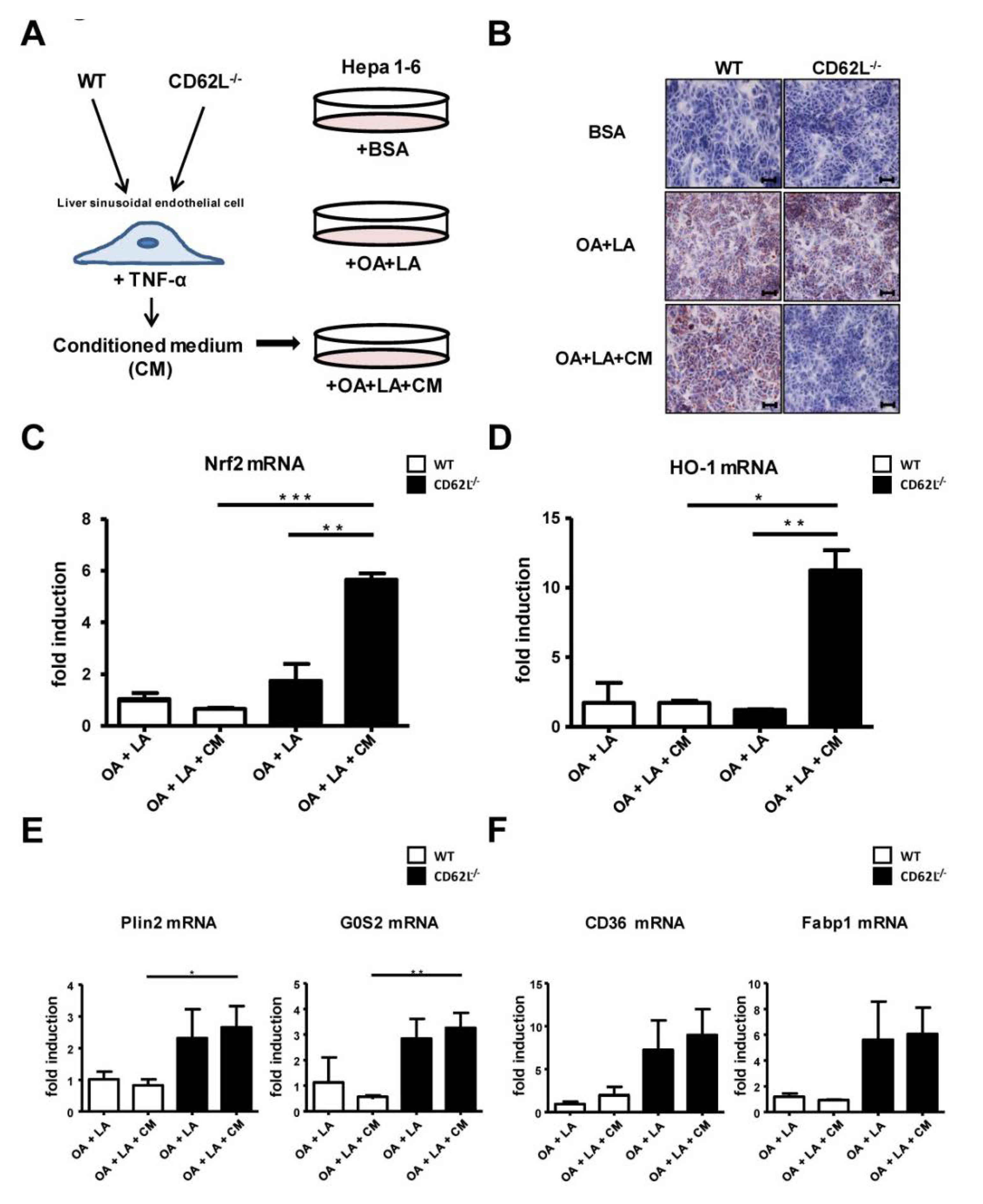 Cells 09 01106 g005 Cells 09 01106 g005