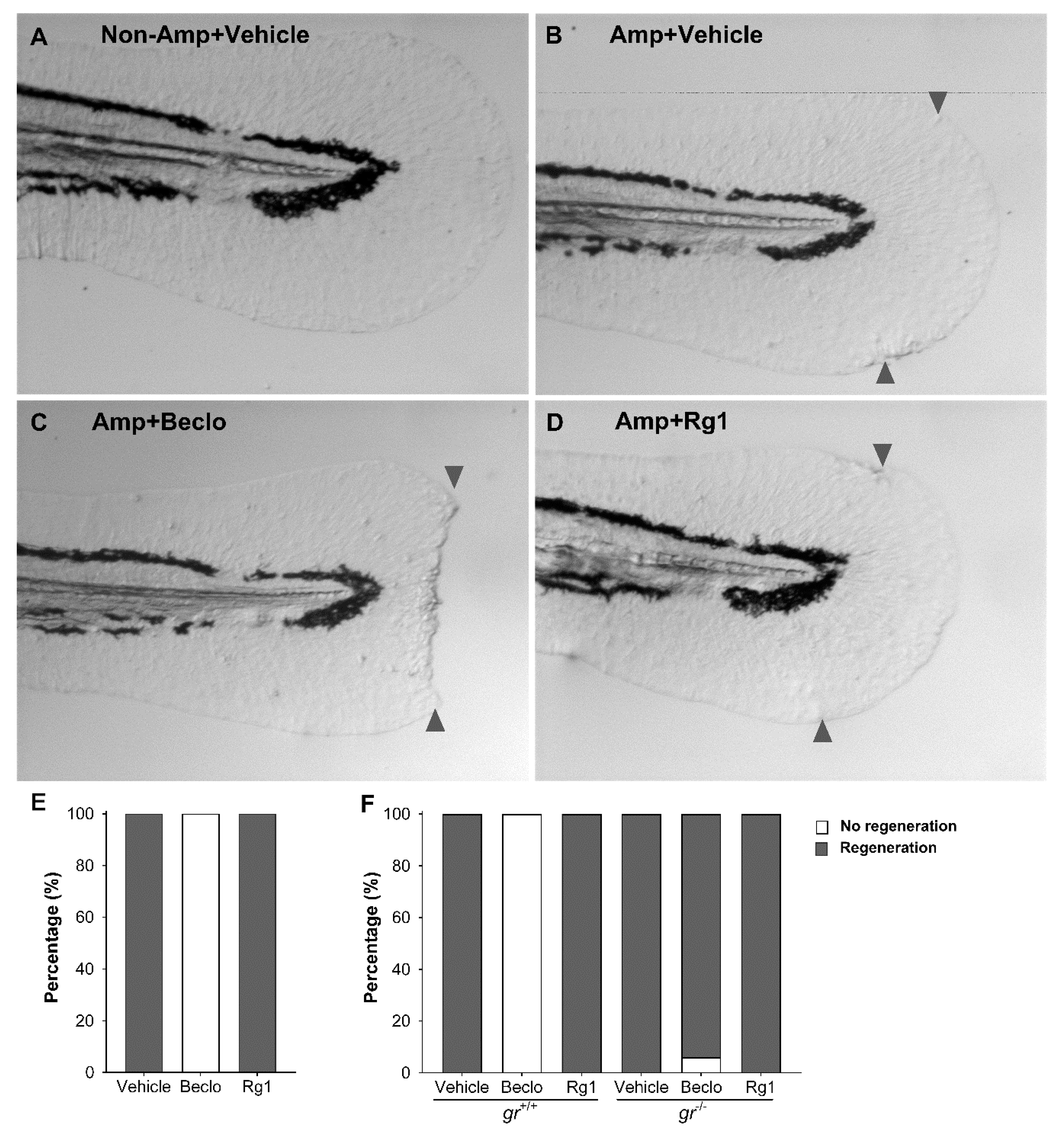 Cells 09 01107 g005 Cells 09 01107 g005