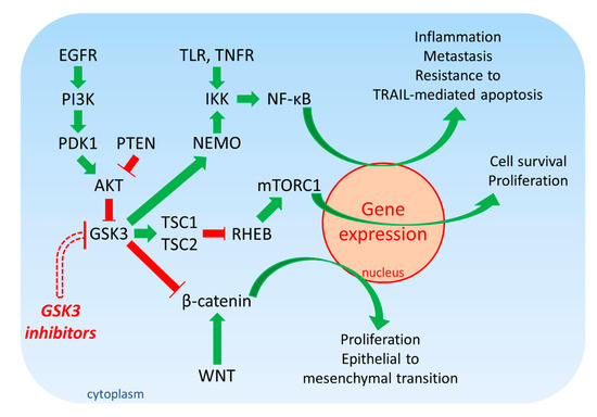Targeting GSK3 and Associated Signaling Pathways Involved in Cancer