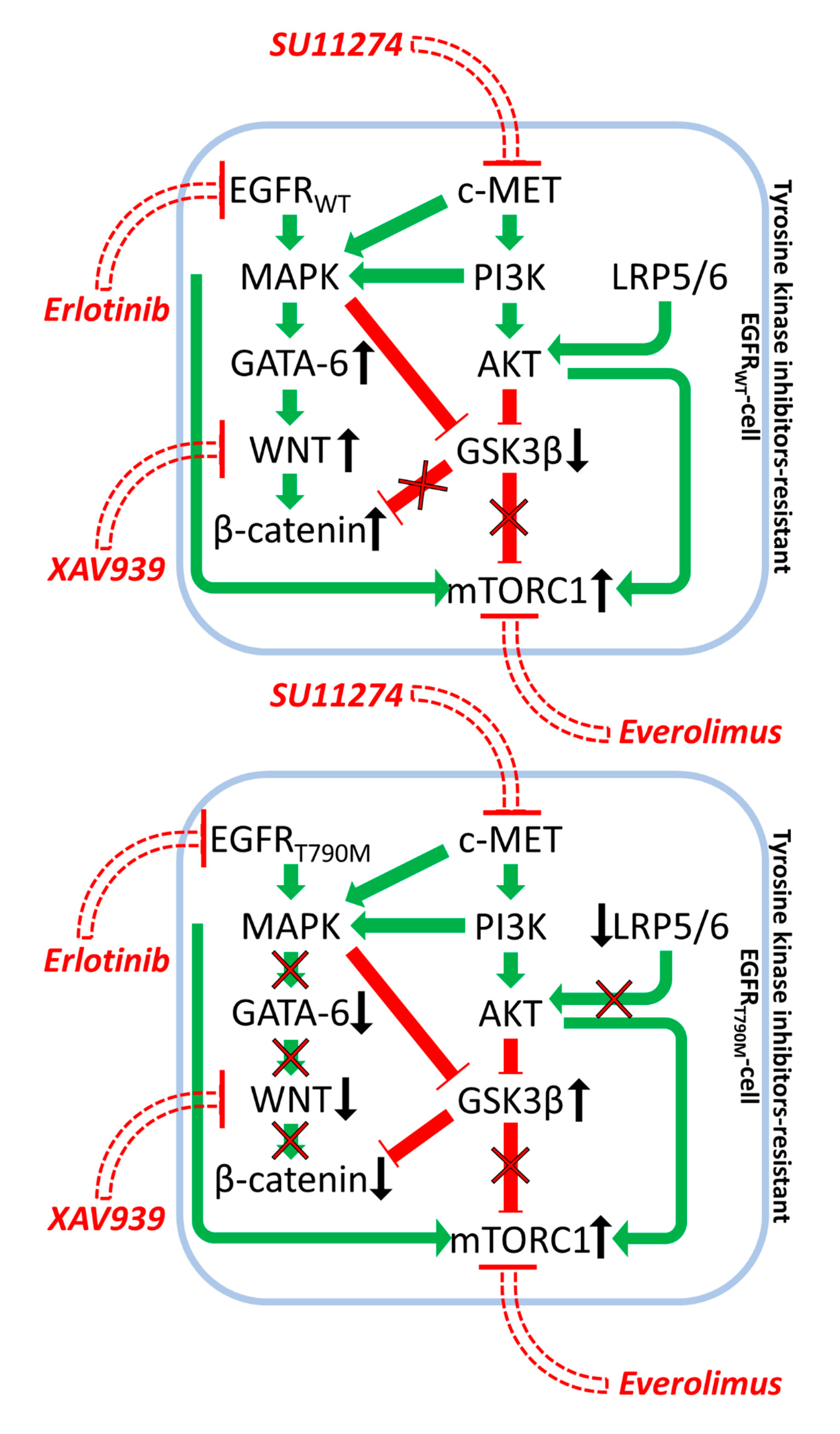 Cells | Free Full-Text | Targeting GSK3 and Associated Signaling 