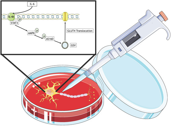Cells Free Full Text Interleukin 6 Treatment Results In Glut4 Translocation And Ampk Phosphorylation In Neuronal Sh Sy5y Cells Html