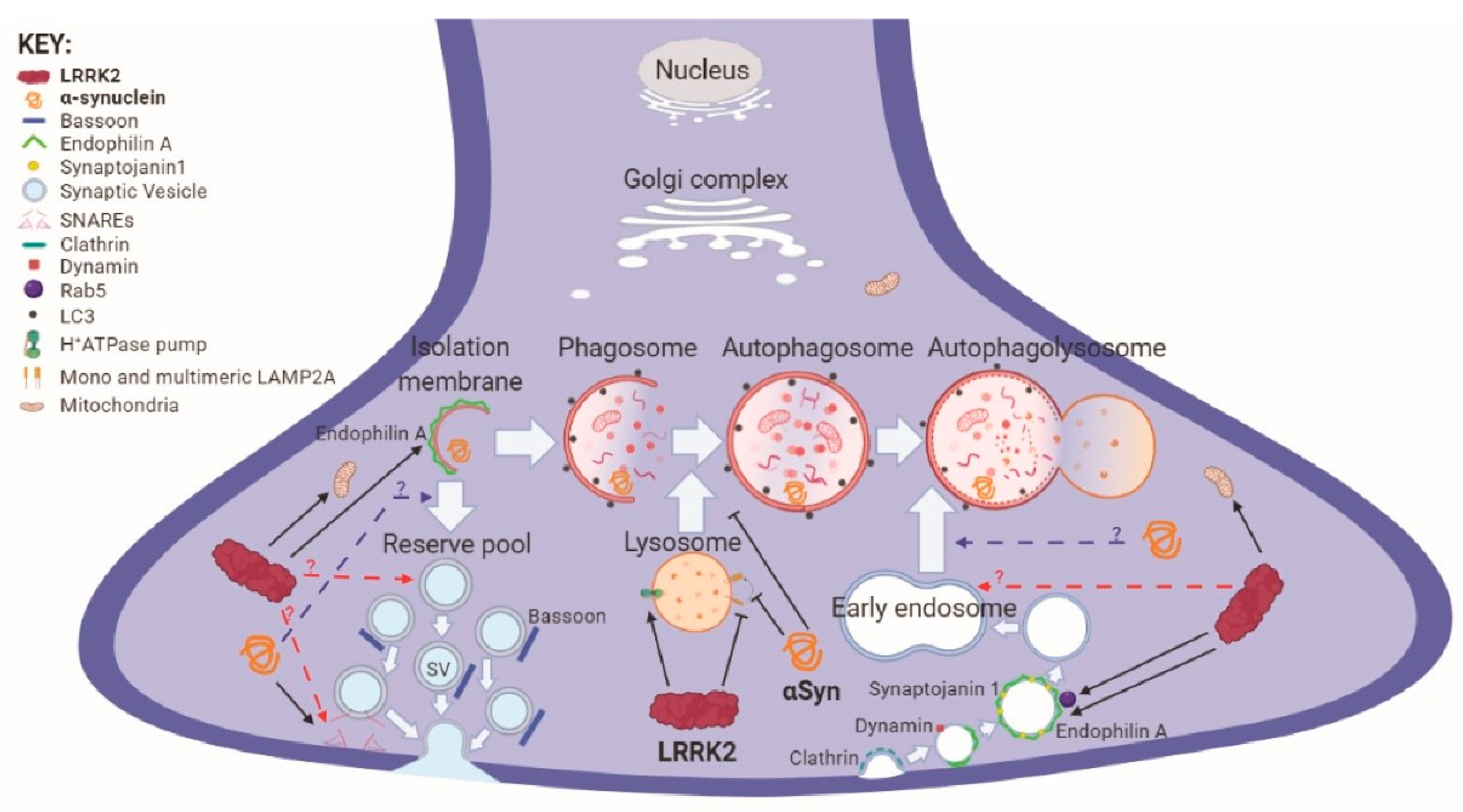 Cells 09 01115 g001 Cells 09 01115 g001
