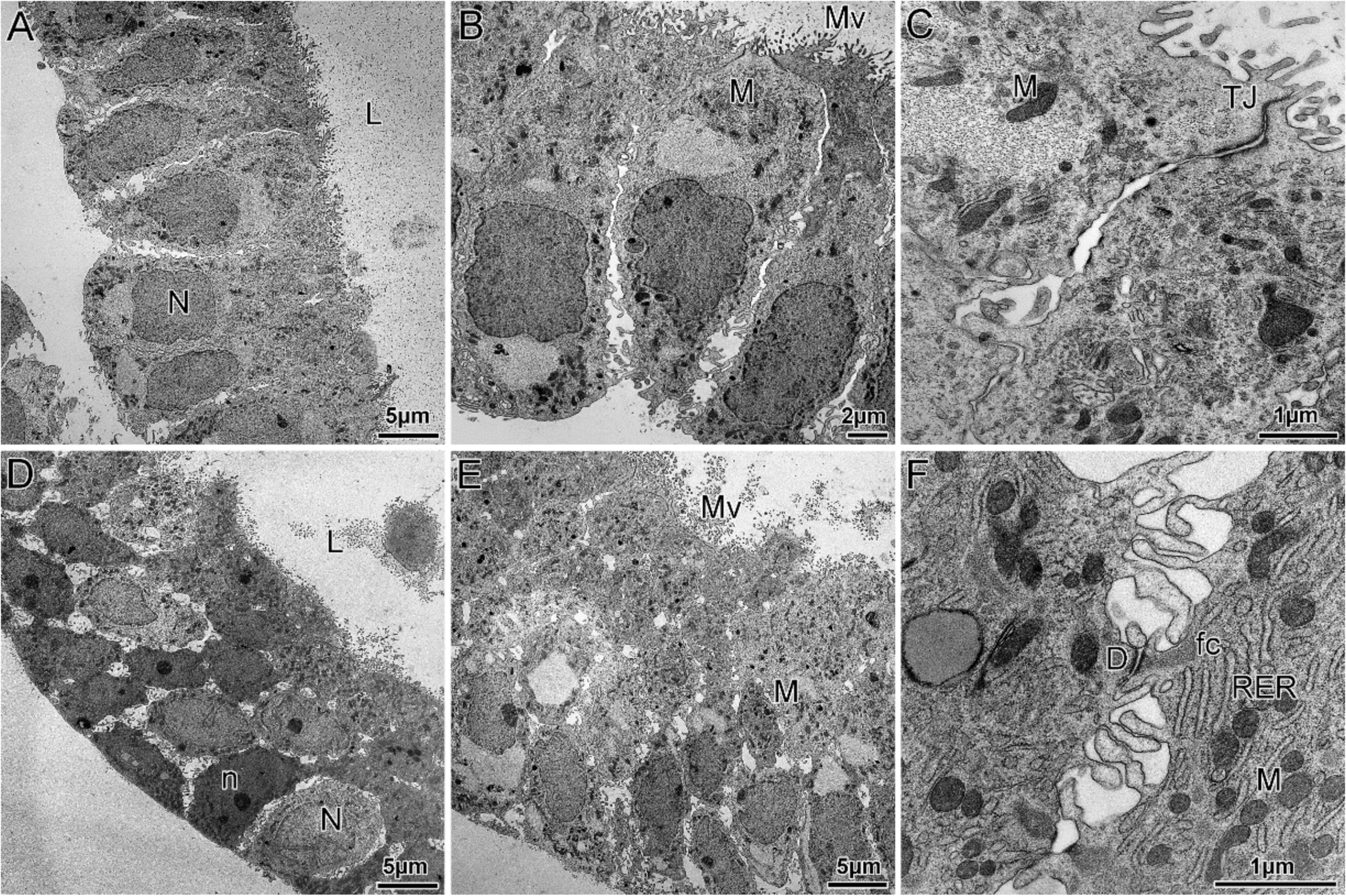 Cells 09 01121 g002 Cells 09 01121 g002