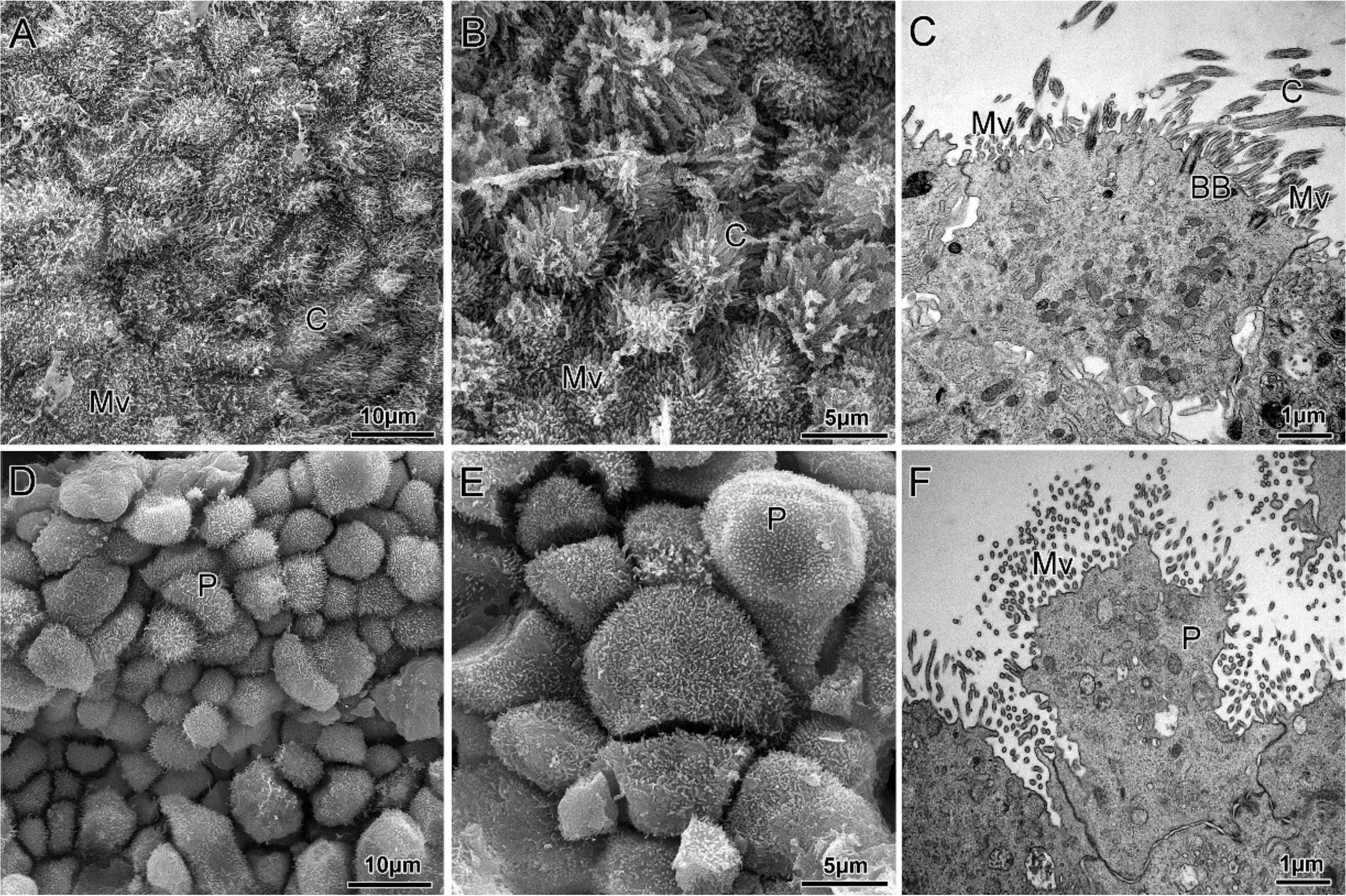 Cells 09 01121 g003 Cells 09 01121 g003