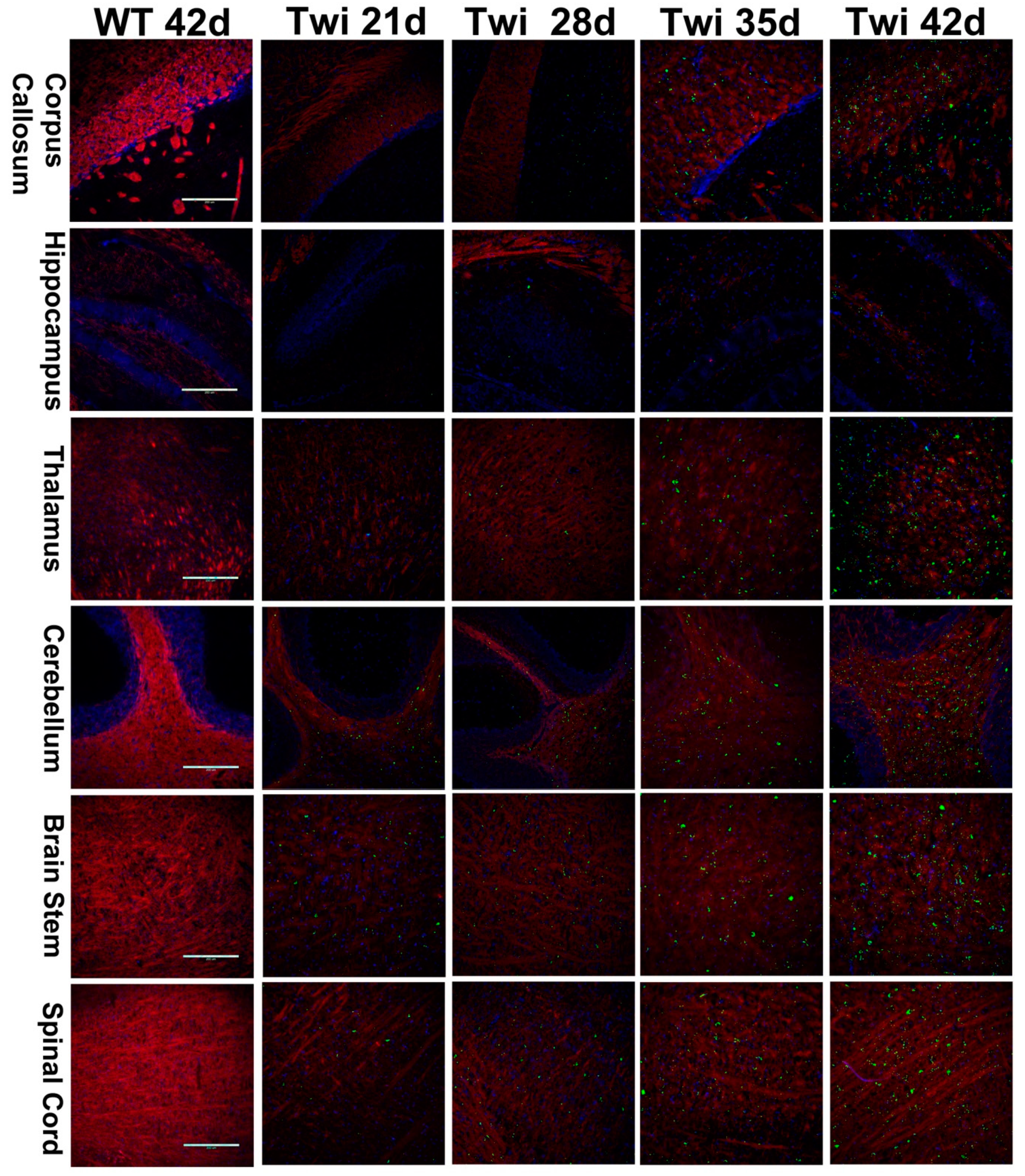 Cells 09 01124 g001 Cells 09 01124 g001