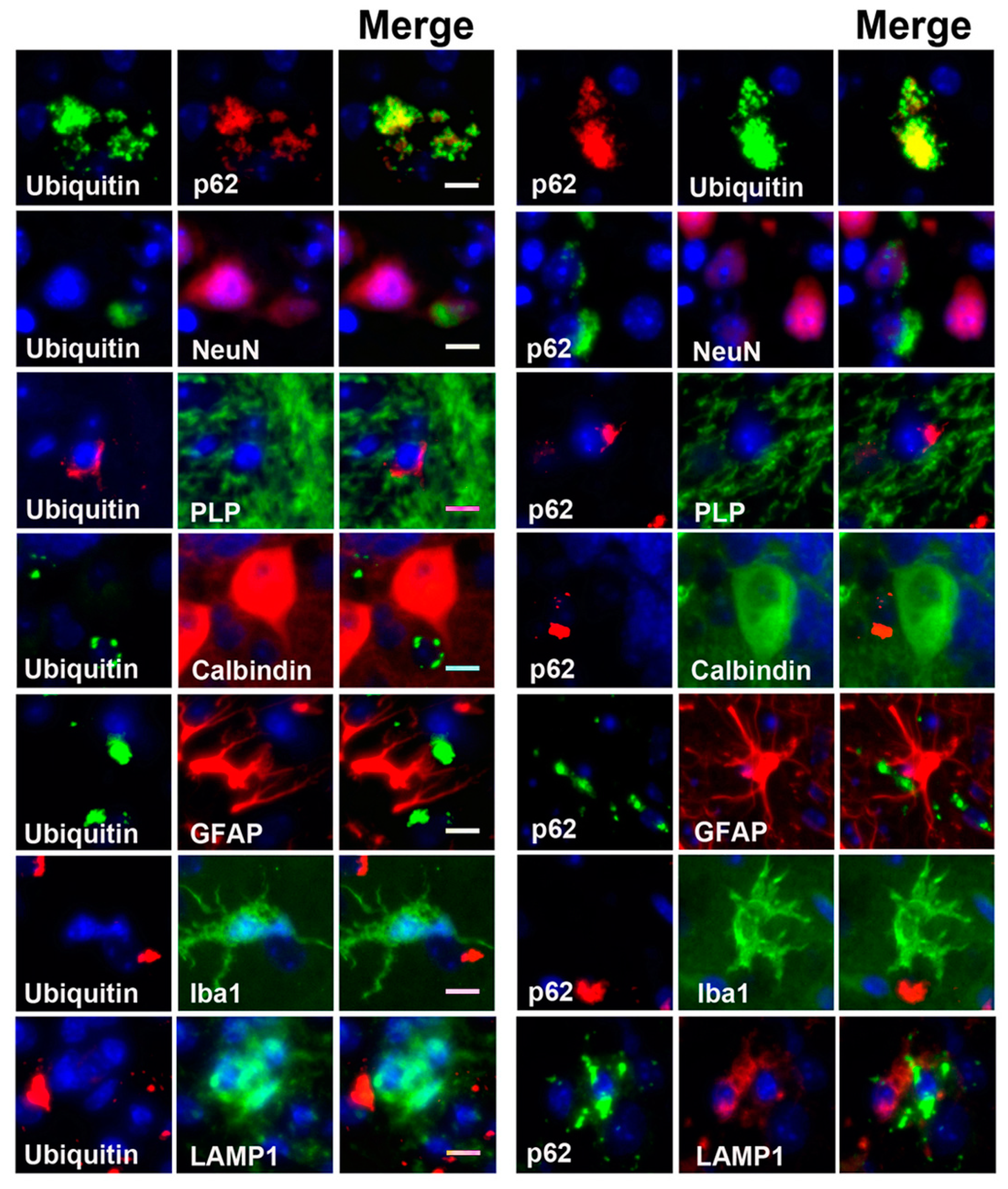 Cells 09 01124 g003 Cells 09 01124 g003
