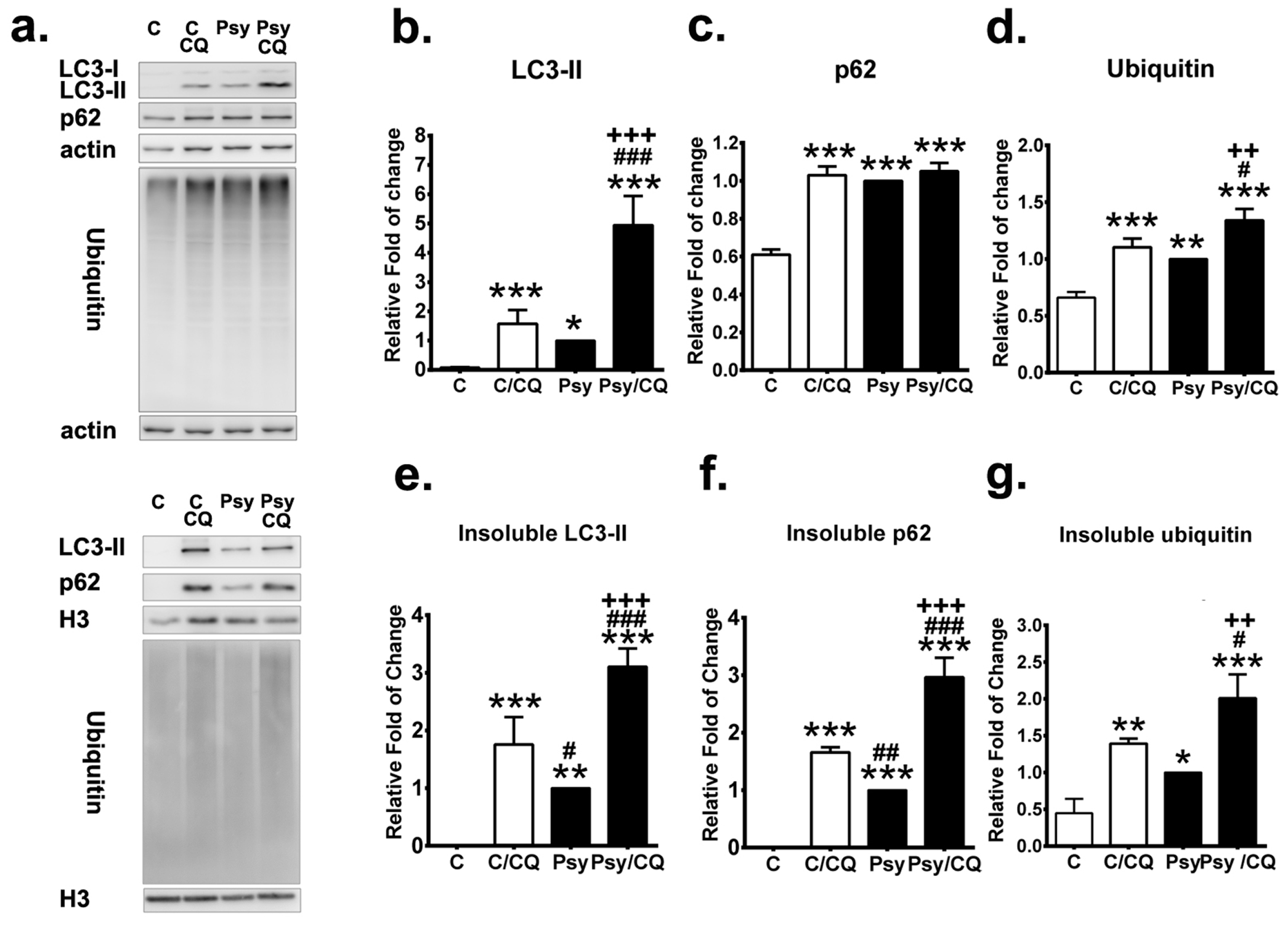 Cells 09 01124 g008 Cells 09 01124 g008