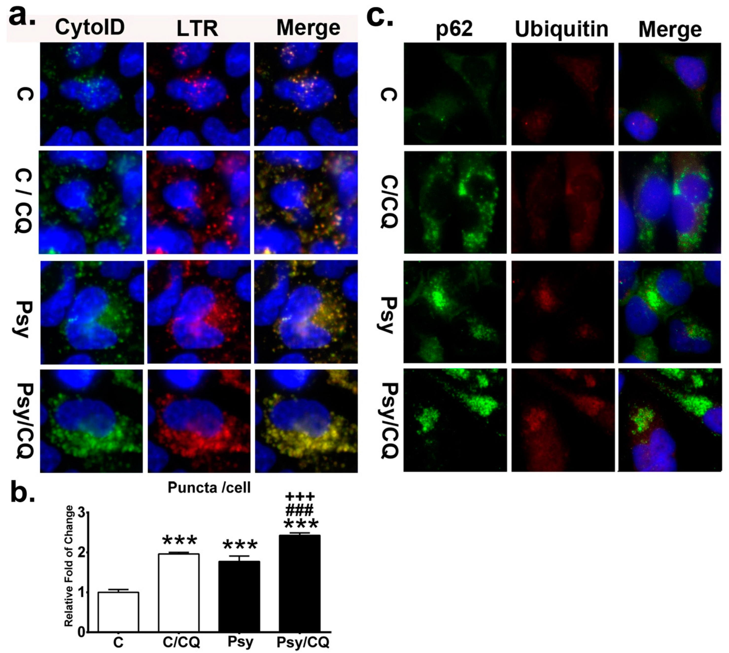 Cells 09 01124 g009 Cells 09 01124 g009