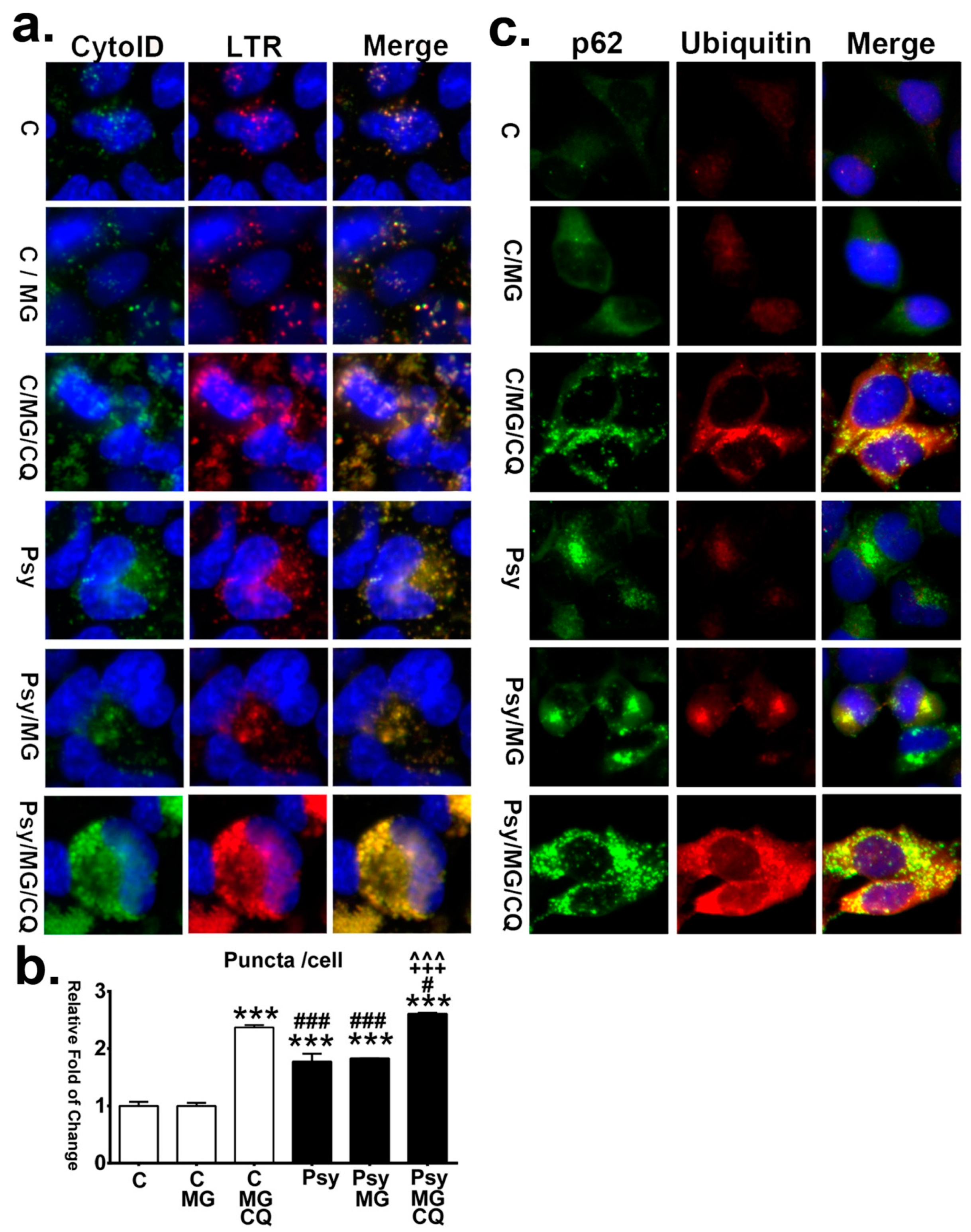 Cells 09 01124 g011 Cells 09 01124 g011