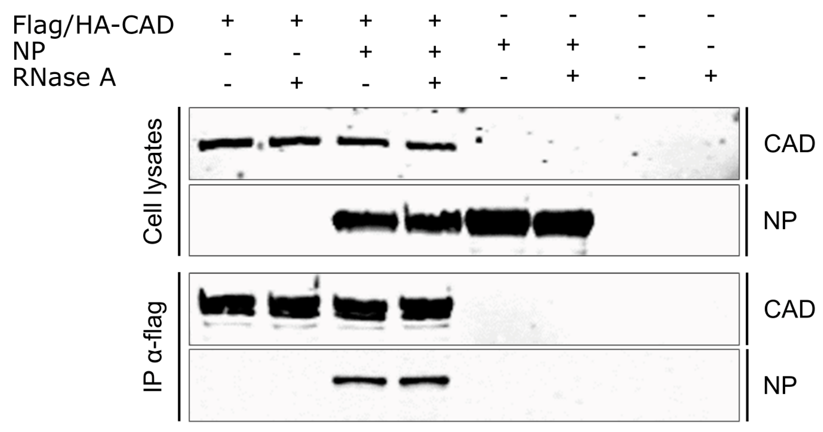 Cells 09 01126 g007 Cells 09 01126 g007