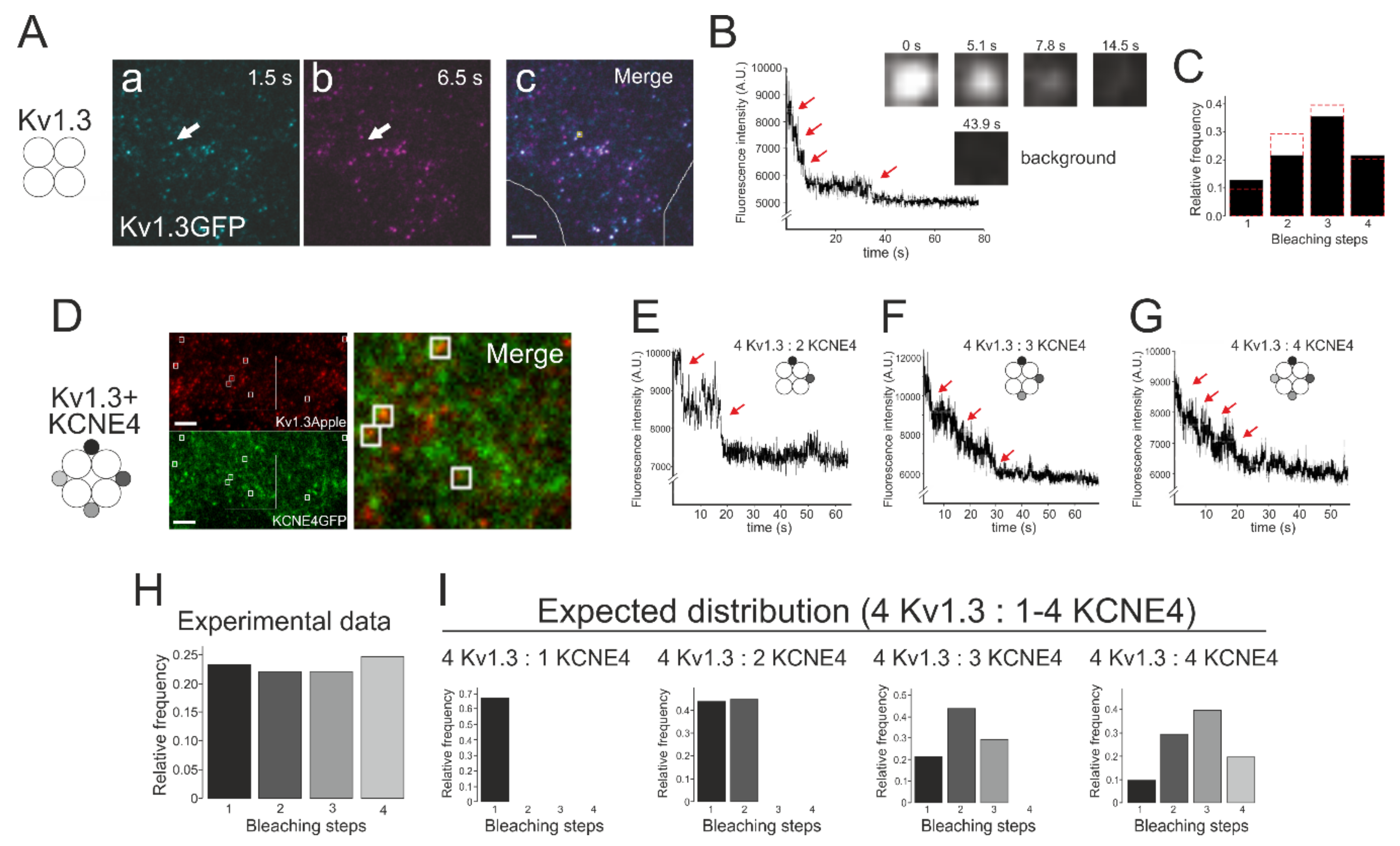 Cells 09 01128 g007 Cells 09 01128 g007