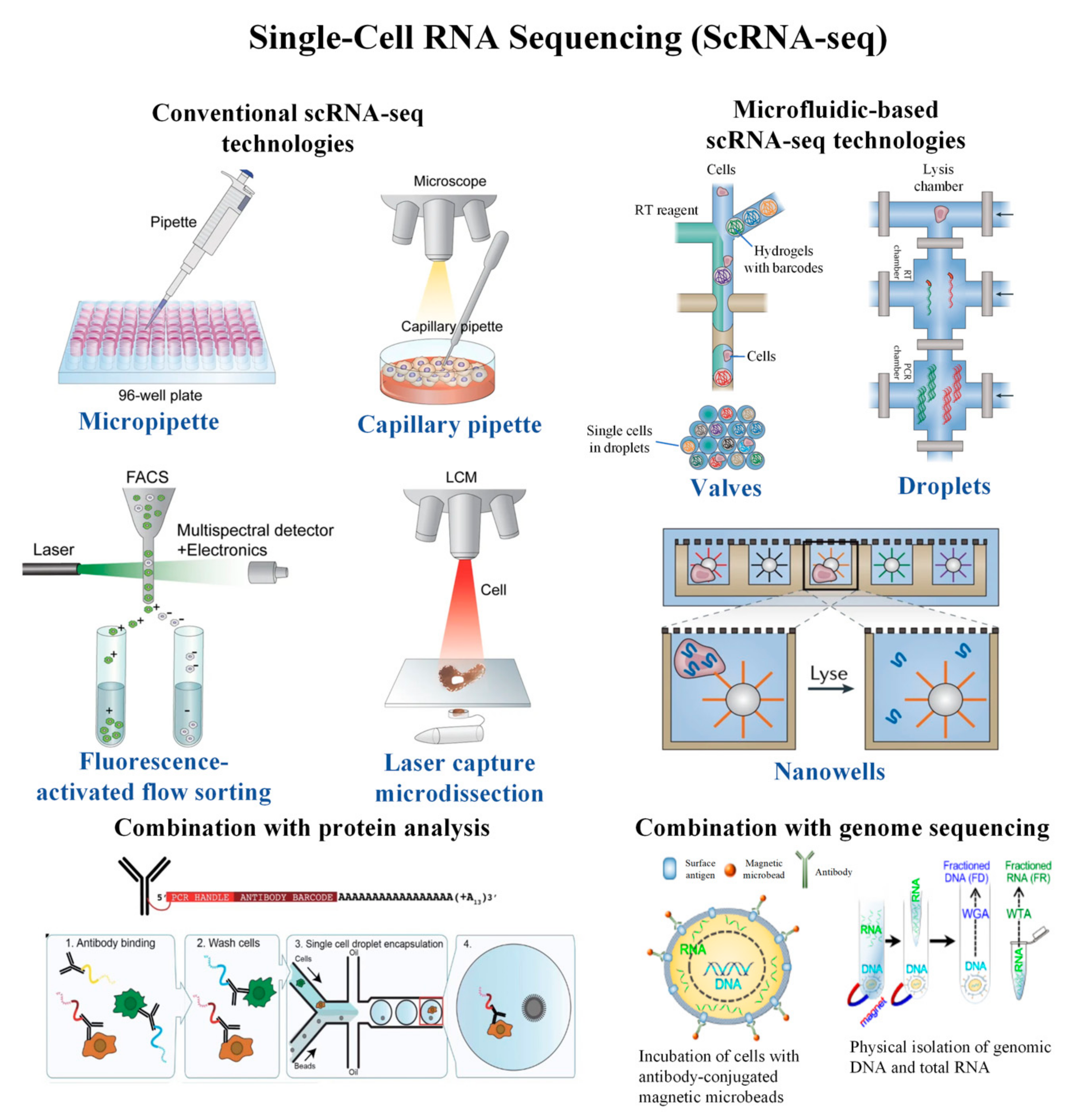 Cells  Free Full-Text  Single-Cell RNA Sequencing and Its