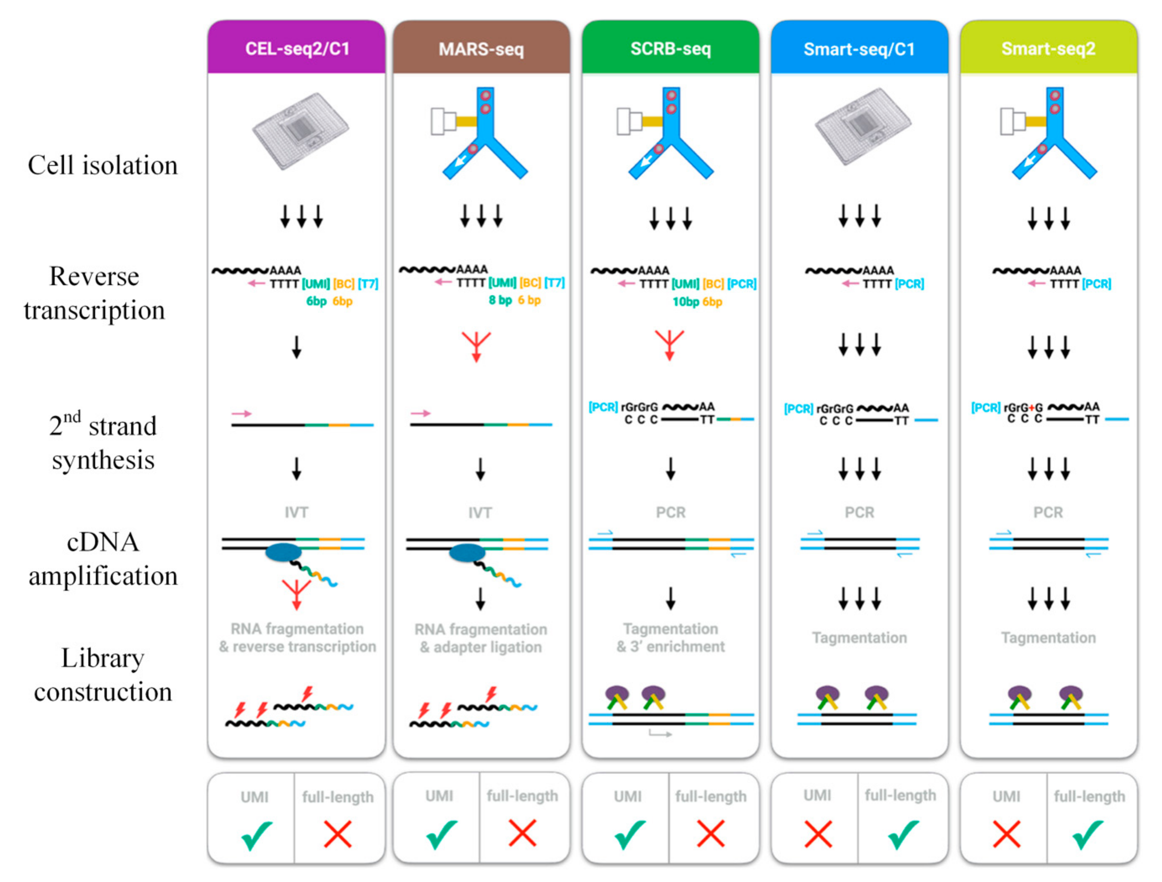 Cells 09 01130 g002 Cells 09 01130 g002