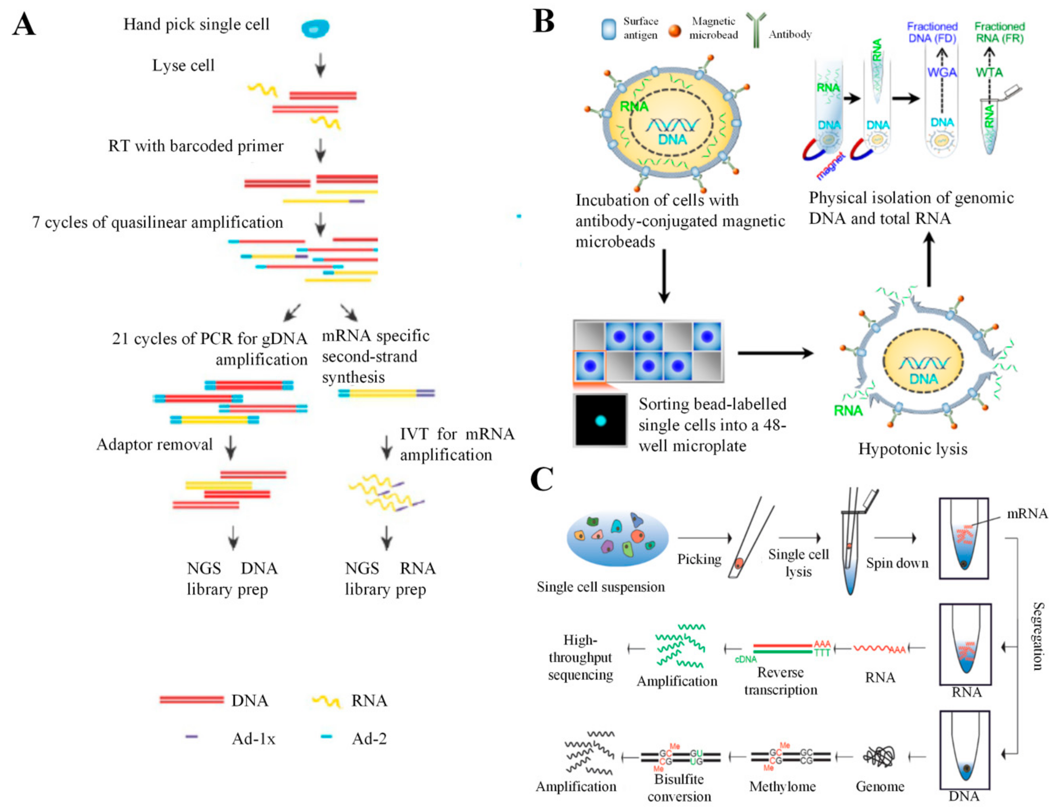 Cells 09 01130 g007 Cells 09 01130 g007