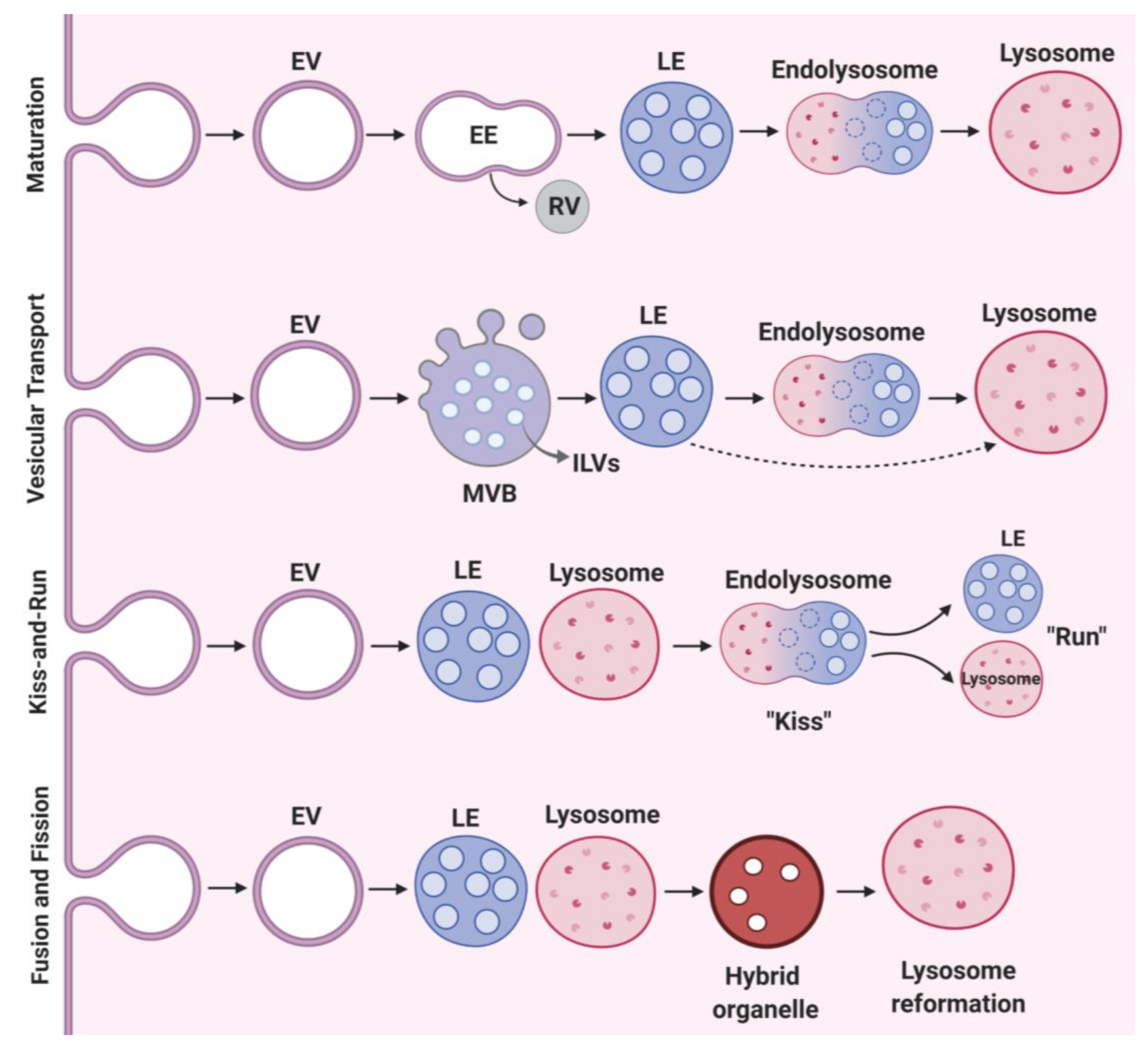 Lysosomes In A Cell lysosomes-diagram