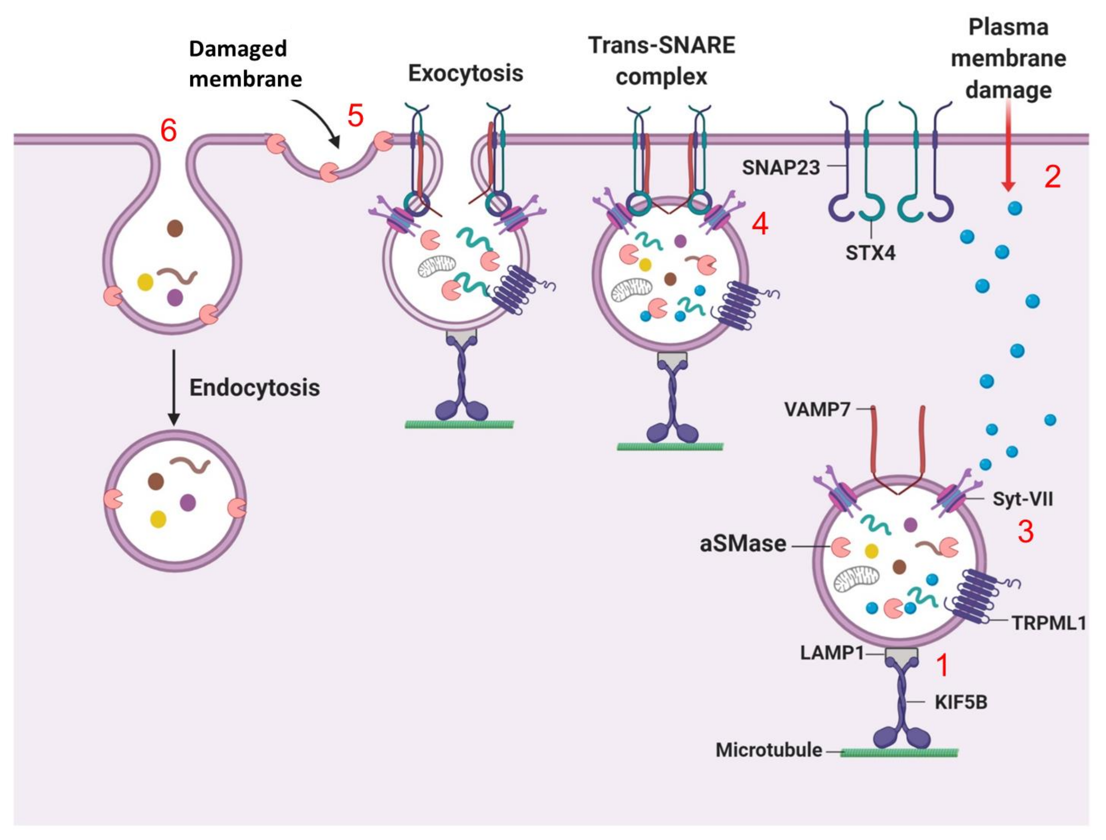 Cells | Free Full-Text | Lysosomal Biology and Function: Modern View of