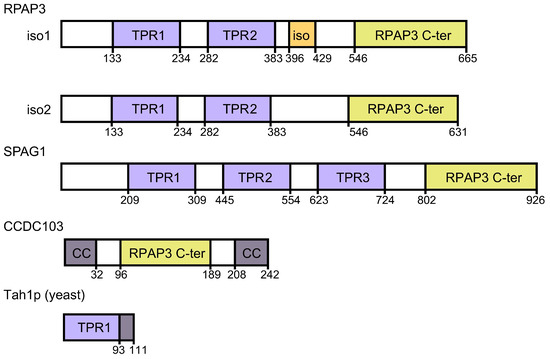Nuclear R2tp RPAP3 C-Terminal Domain: A Conserved Domain for the Assembly of R2TP Co ...