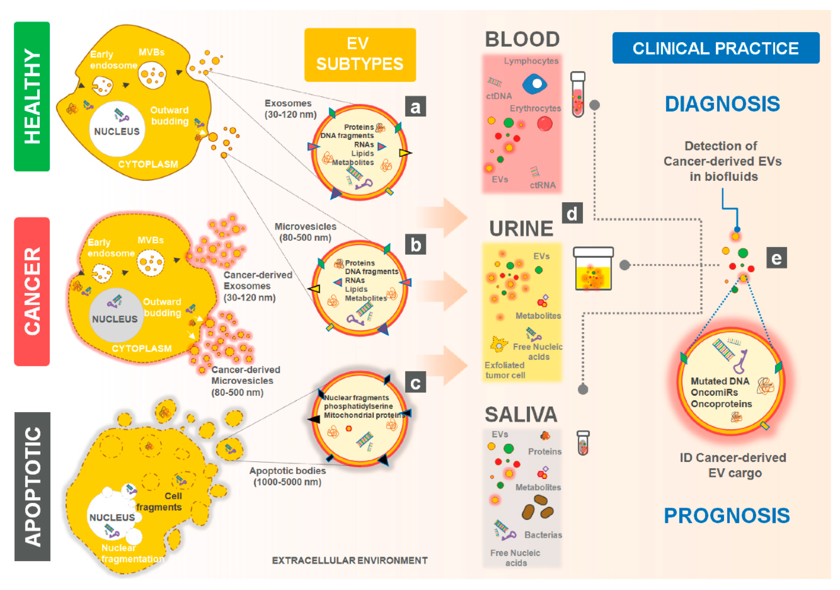 Cells 09 01141 g001 Cells 09 01141 g001