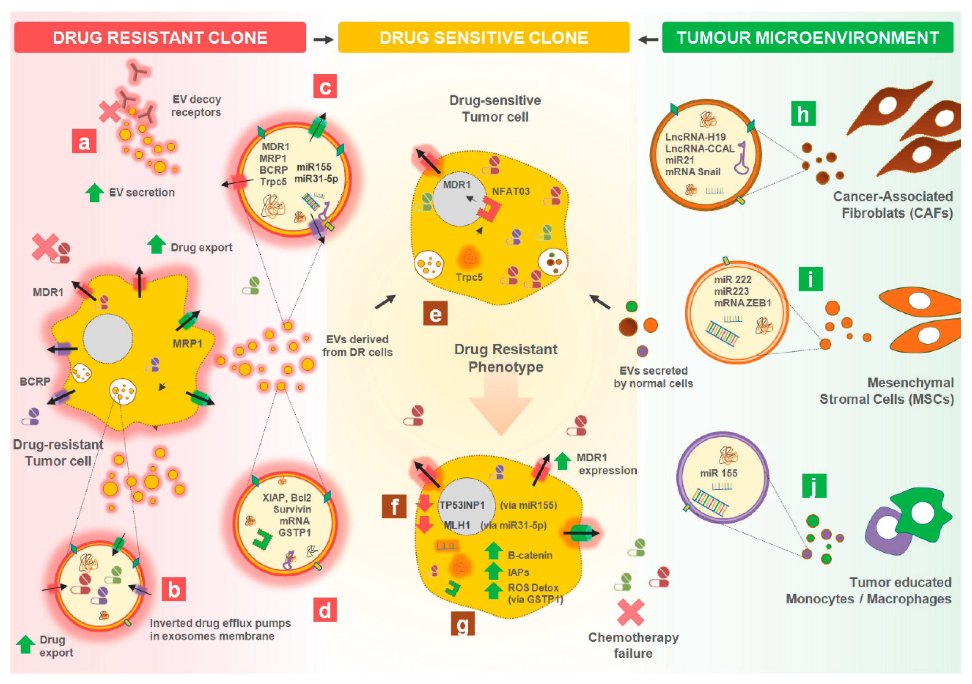 Cells 09 01141 g003 Cells 09 01141 g003