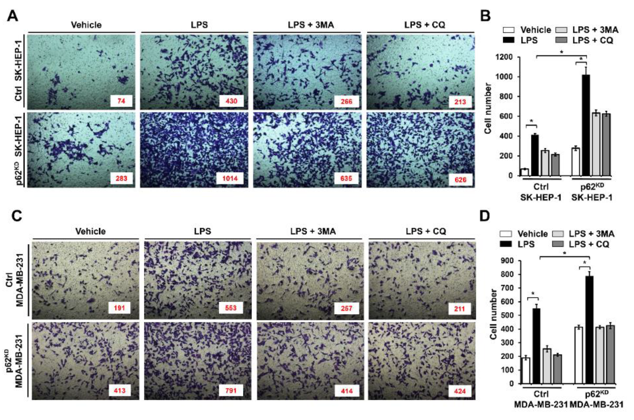 Cells 09 01142 g005 Cells 09 01142 g005