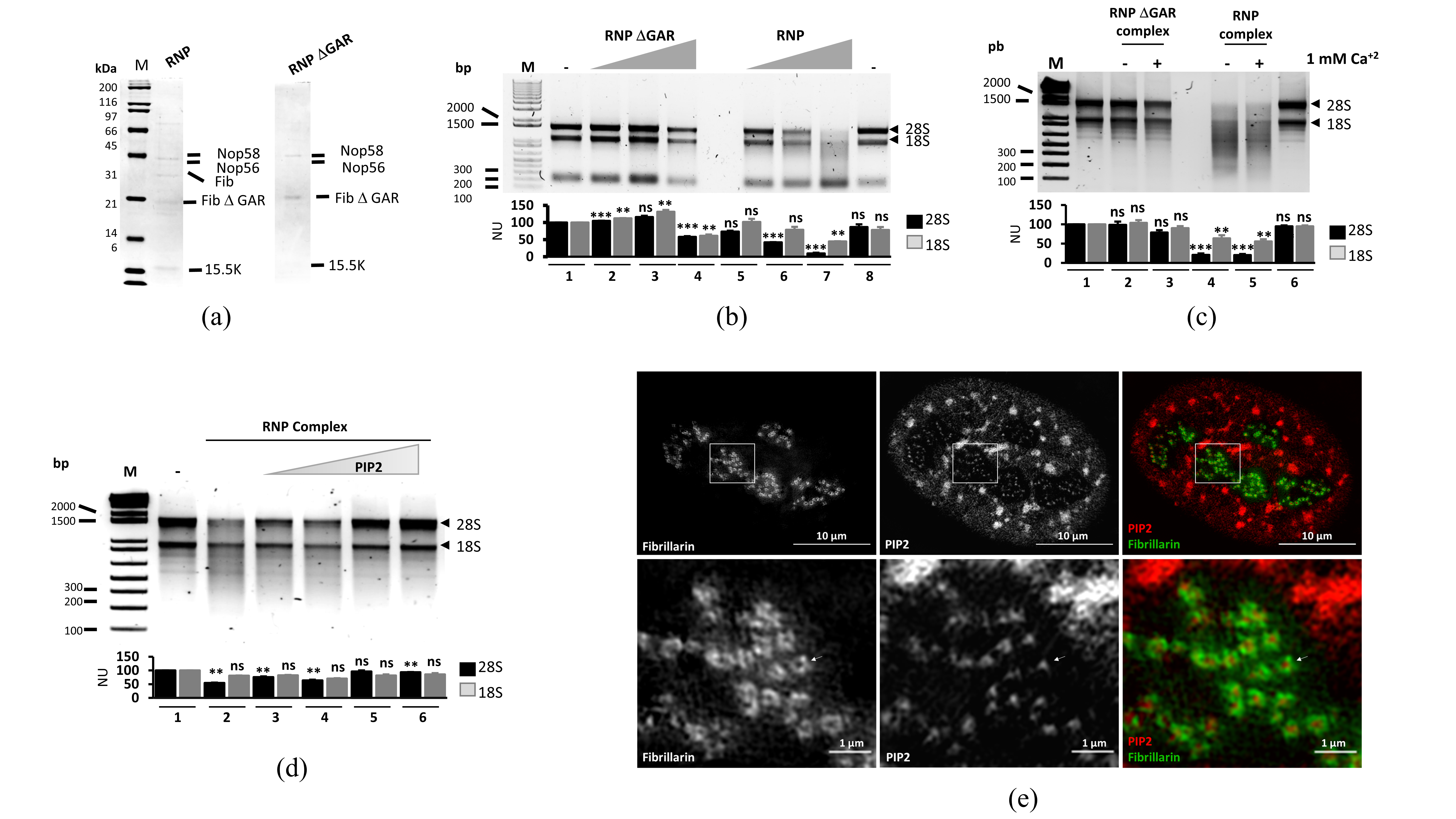 Cells 09 01143 g002 Cells 09 01143 g002