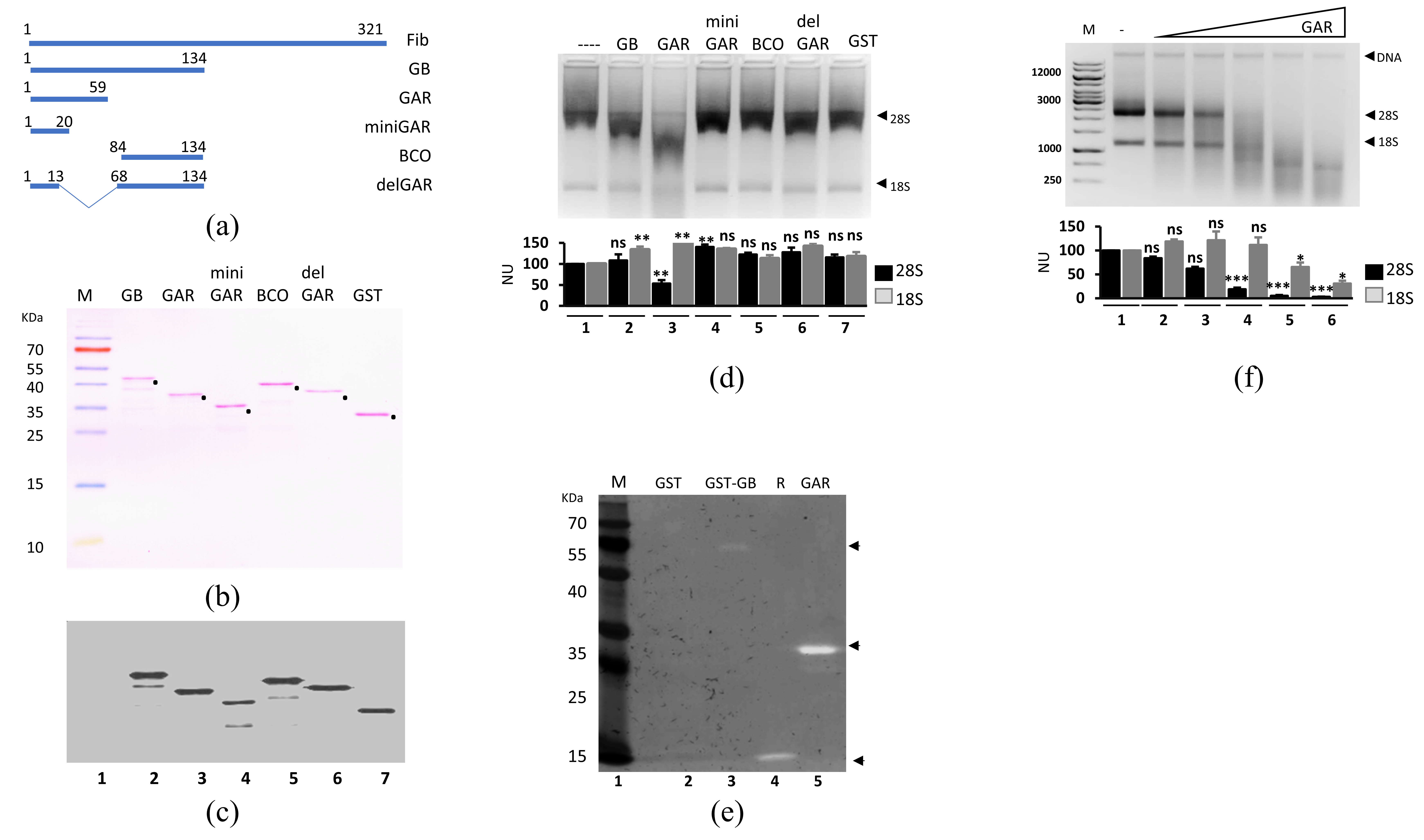 Cells 09 01143 g004 Cells 09 01143 g004