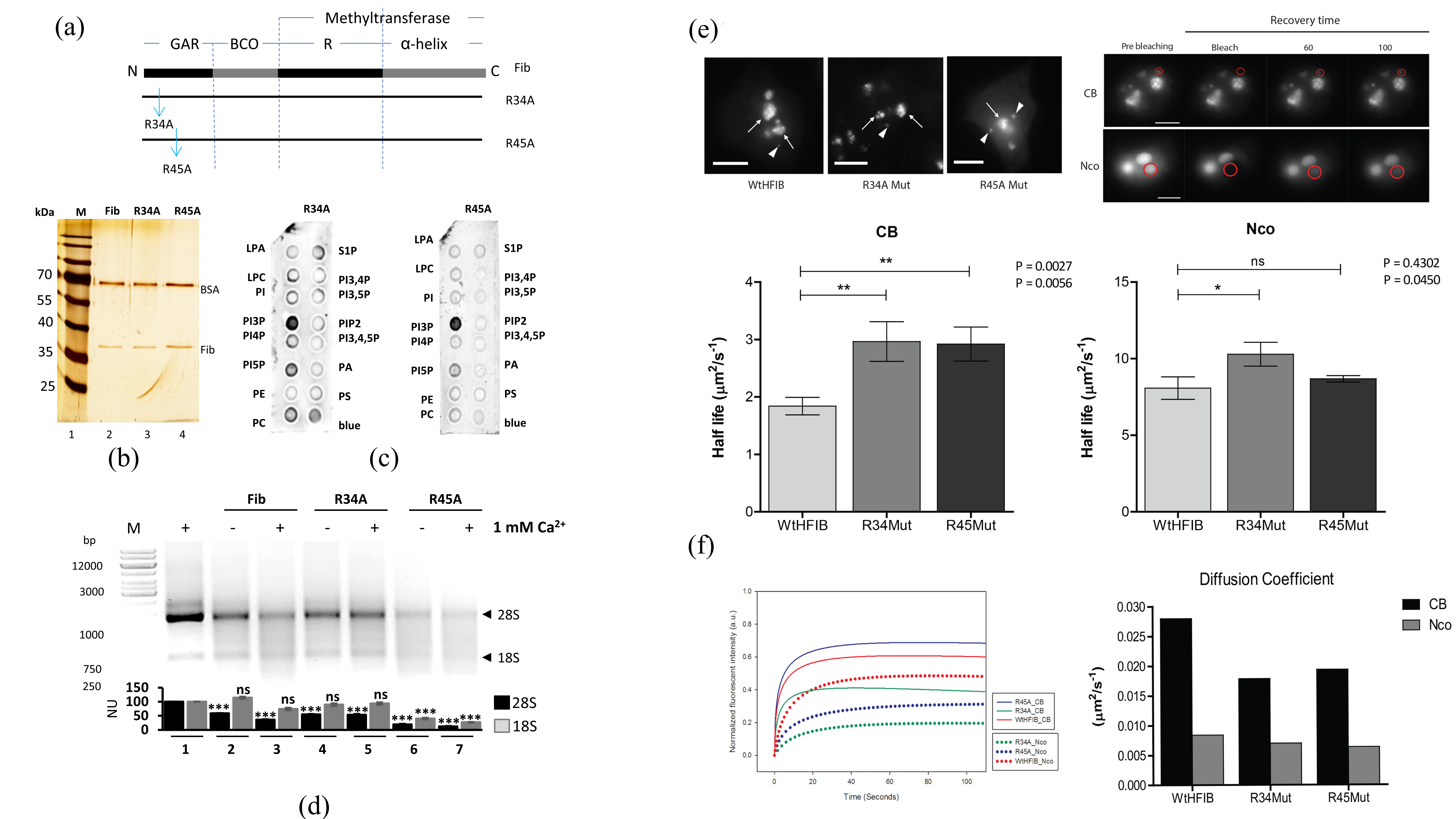 Cells 09 01143 g005 Cells 09 01143 g005