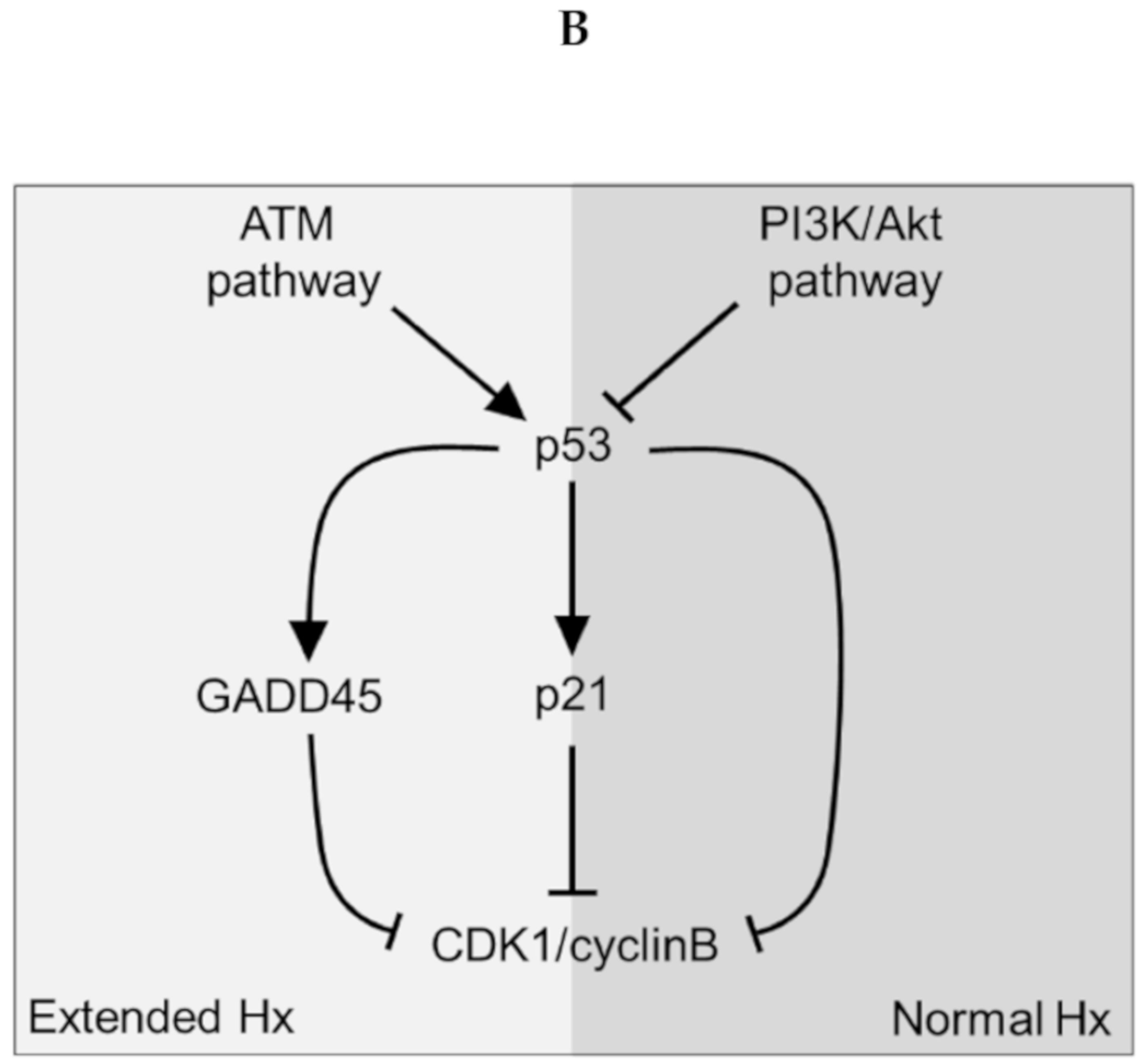 Cells 09 01149 g004b Cells 09 01149 g004b