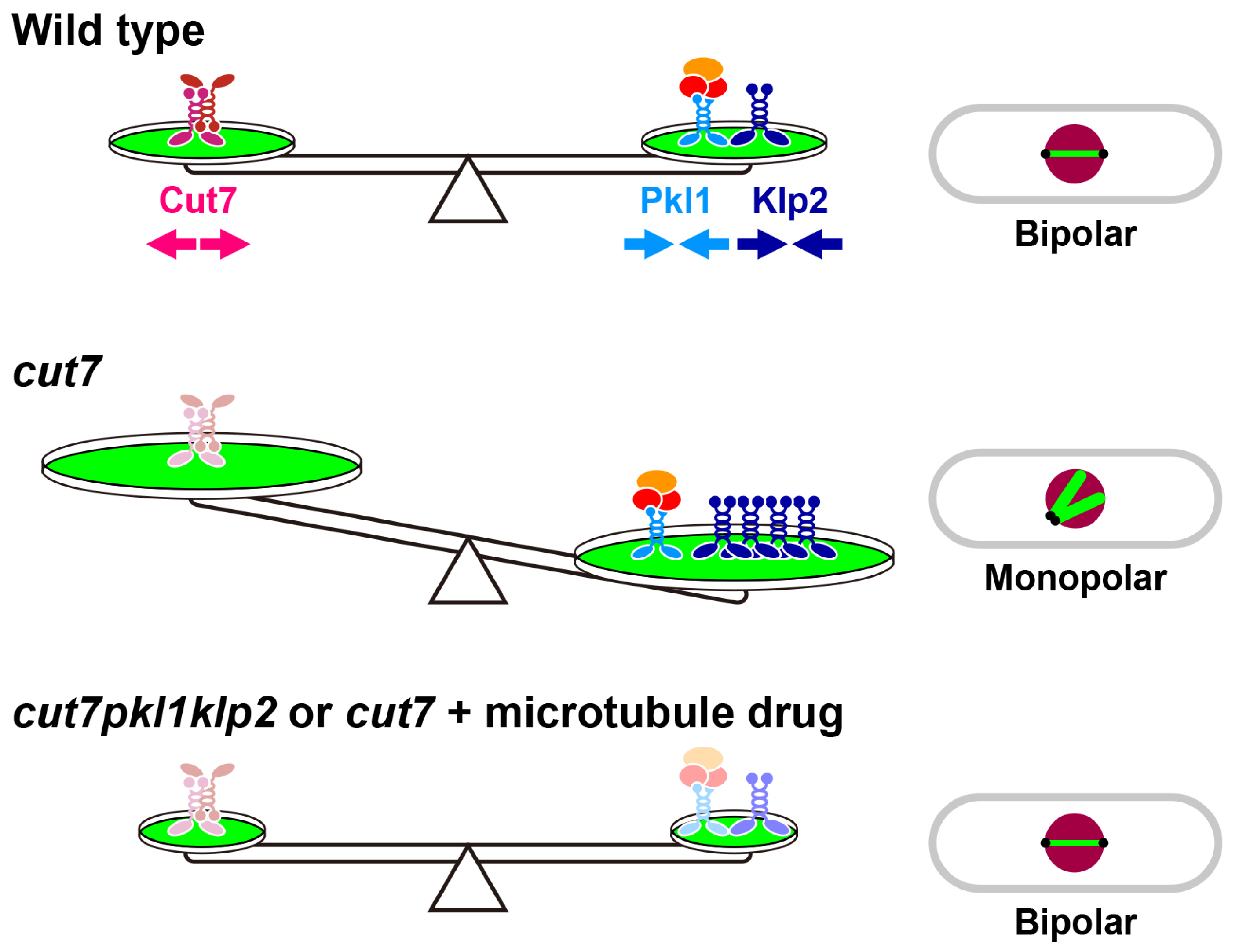 How Essential Kinesin-5 Becomes Non-Essential in Fission