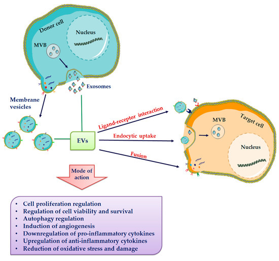 Mesenchymal and Induced Pluripotent Stem Cells-Derived