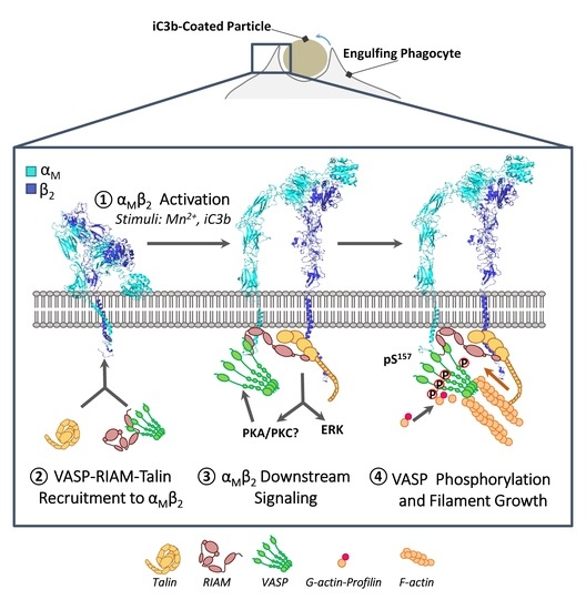 Cells | Special Issue : The Role of Integrins in Health and Disease