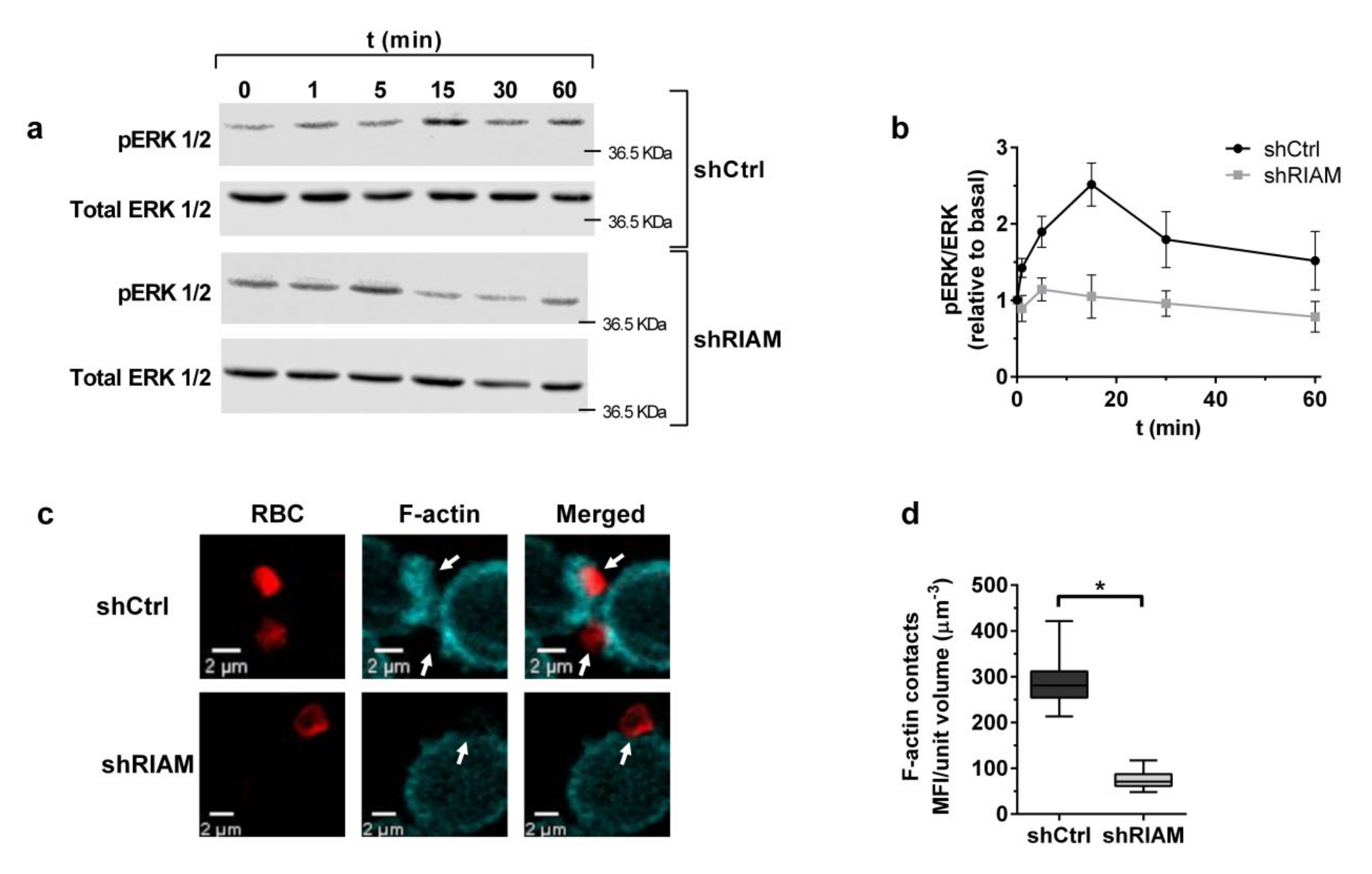 Cells 09 01166 g002 Cells 09 01166 g002