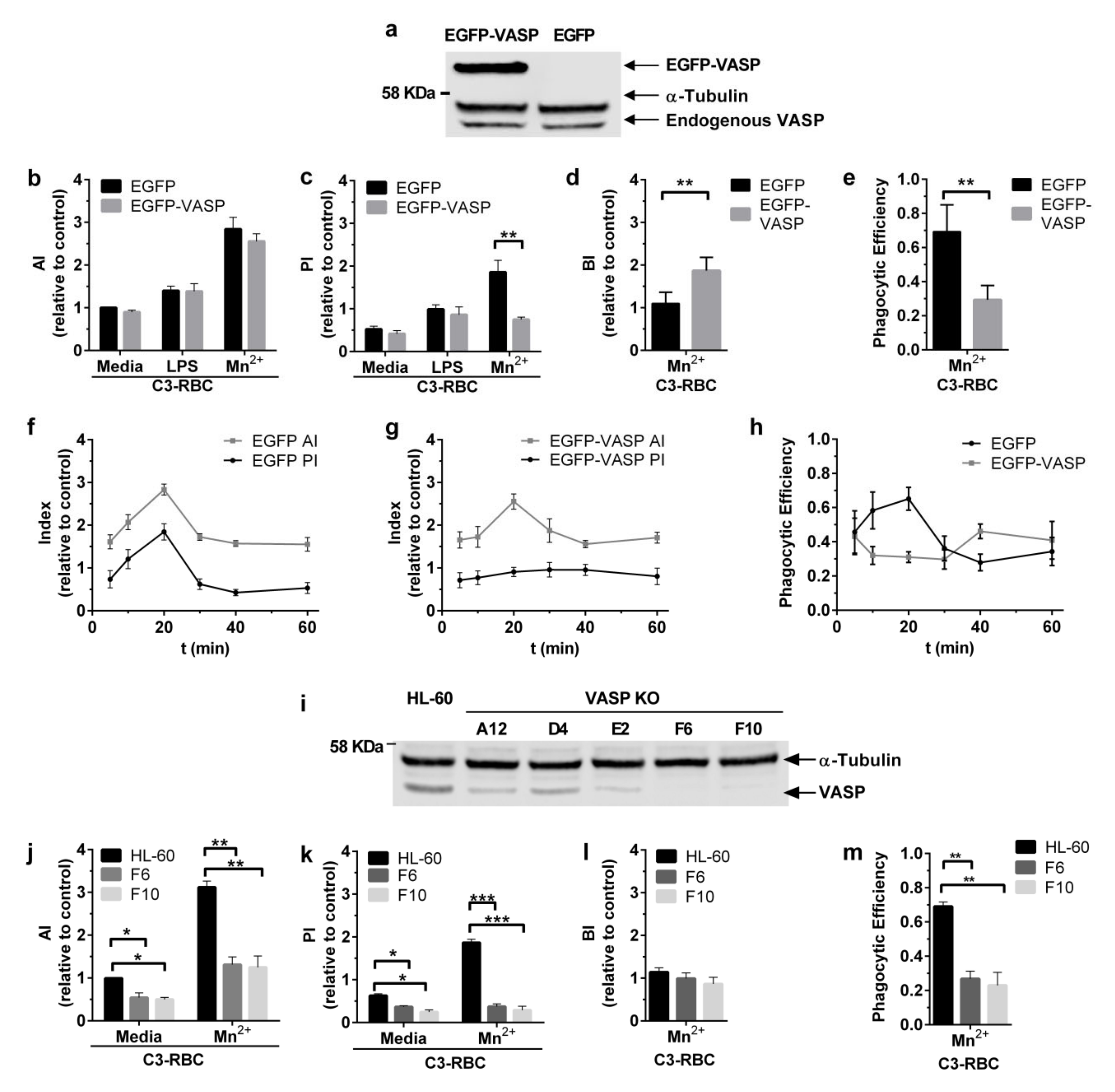 Cells 09 01166 g003 Cells 09 01166 g003