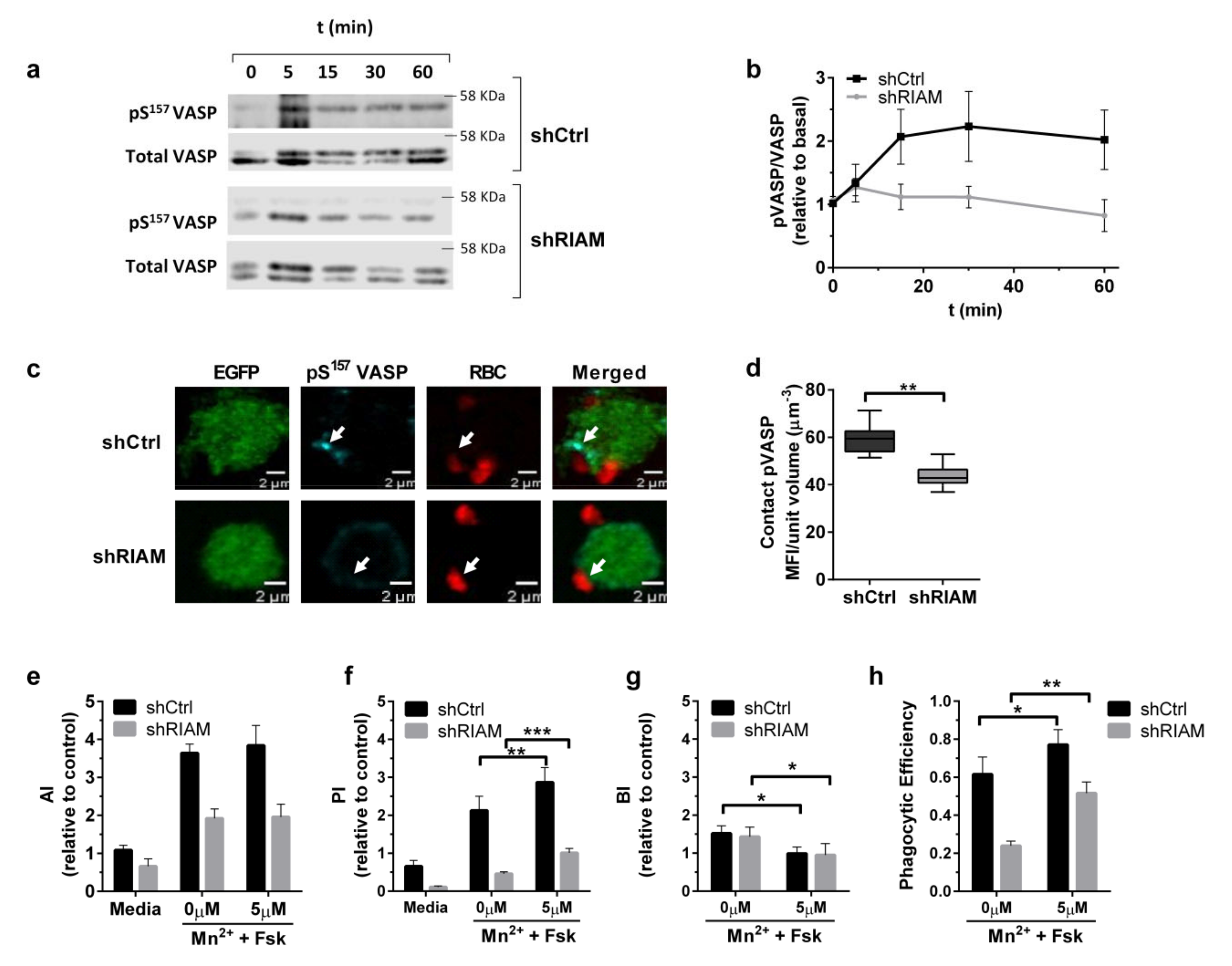 Cells 09 01166 g006 Cells 09 01166 g006