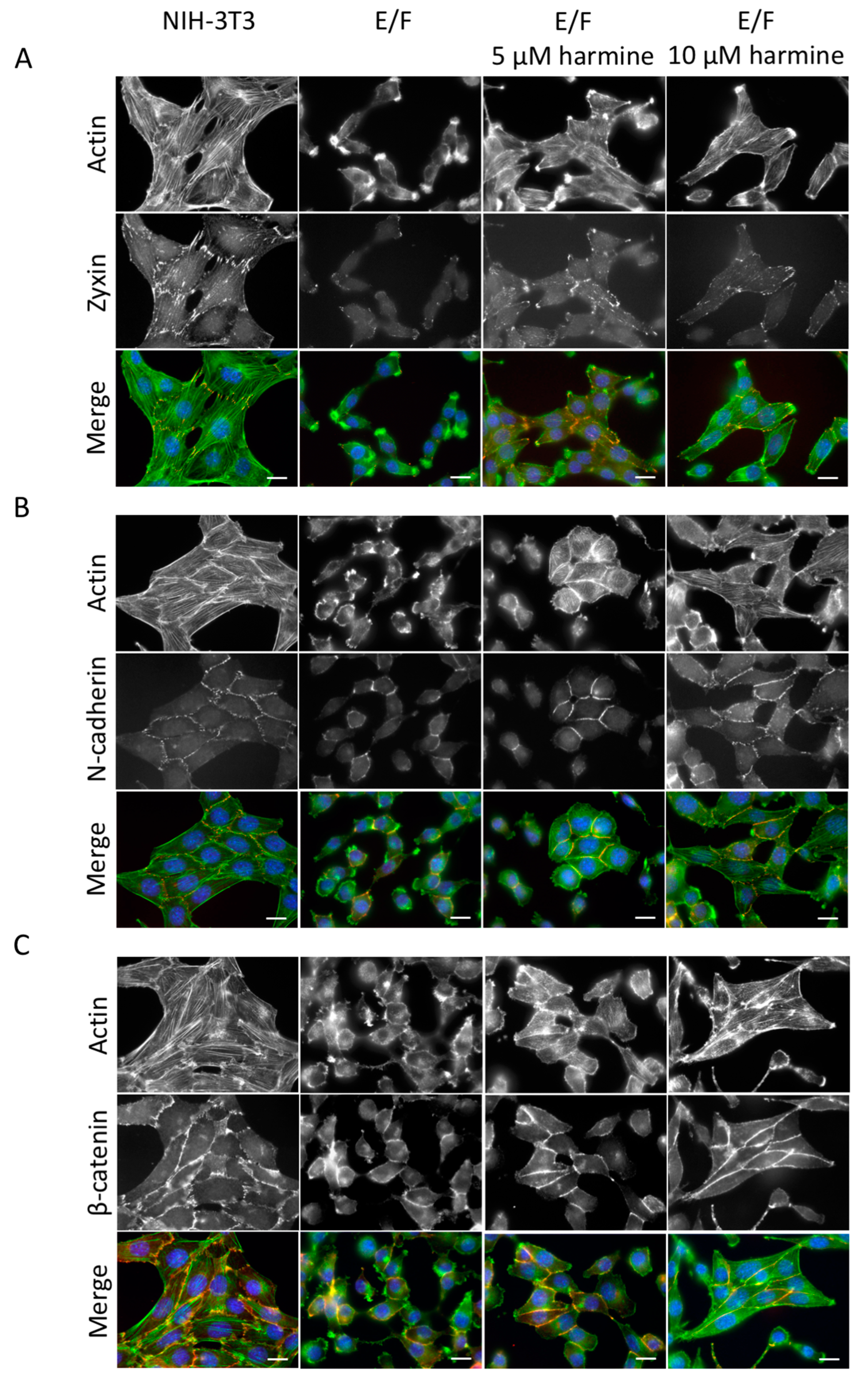 Cells 09 01168 g002 Cells 09 01168 g002