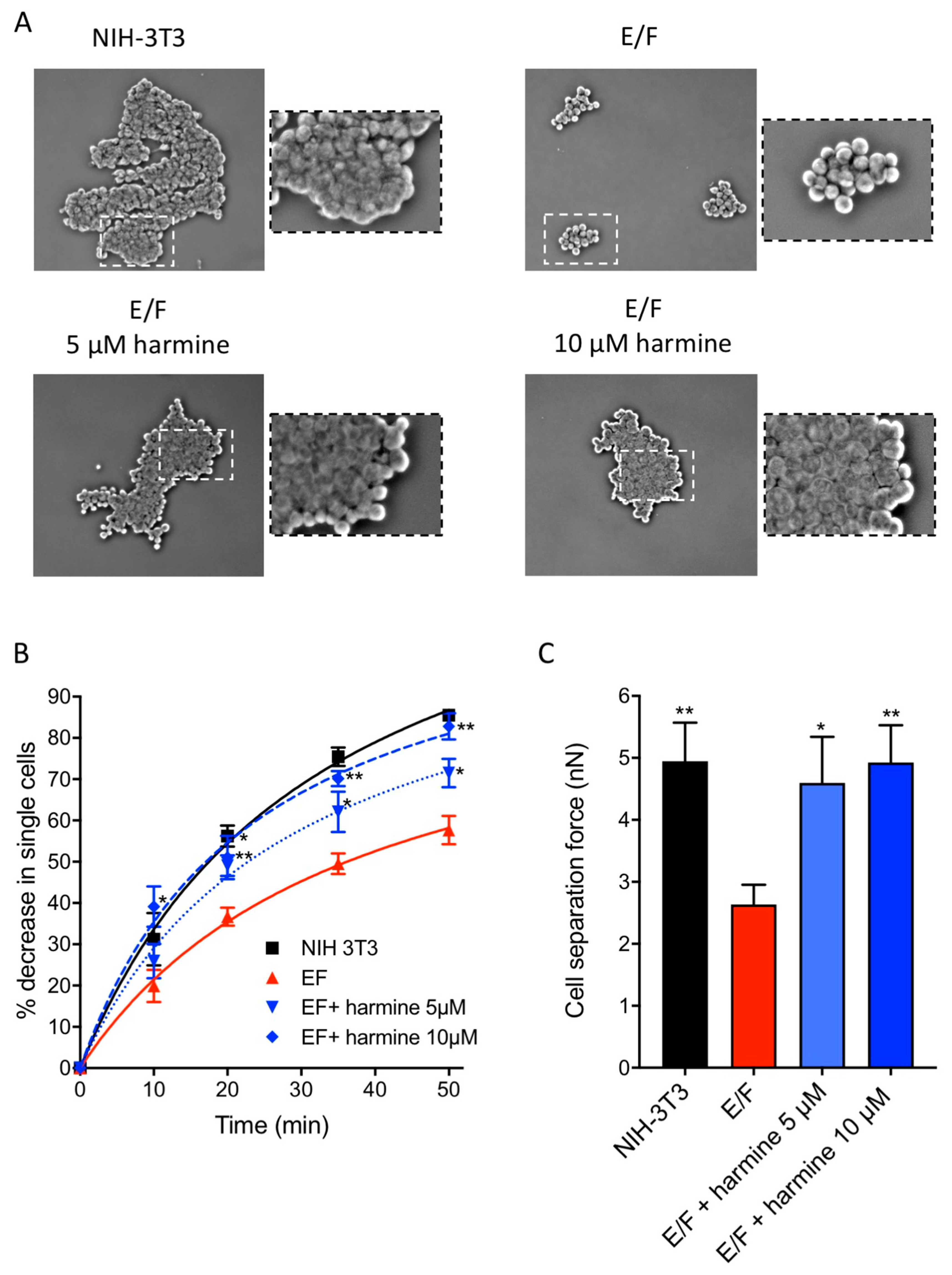 Cells 09 01168 g004 Cells 09 01168 g004