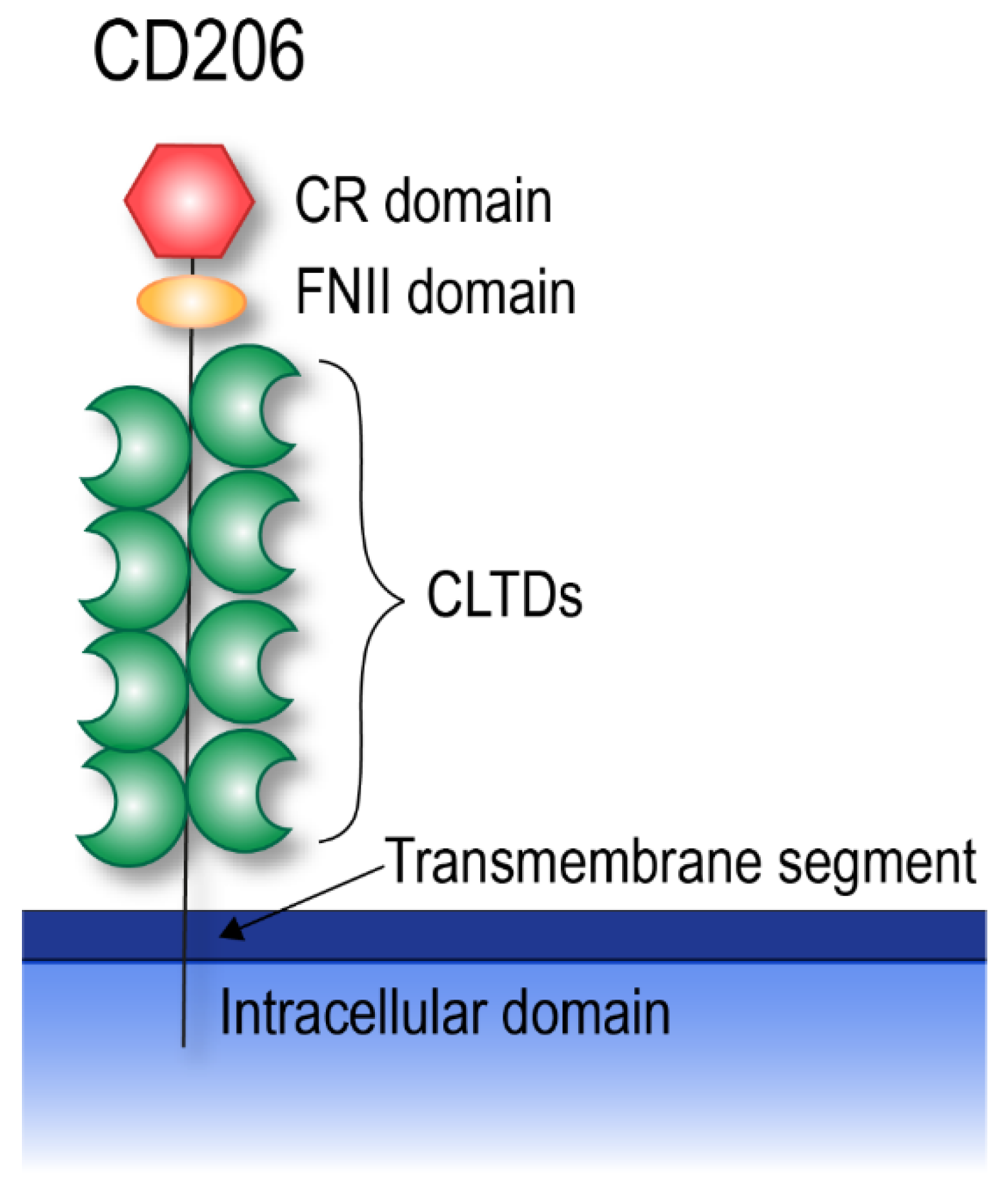 Cells 09 01175 g003 Cells 09 01175 g003